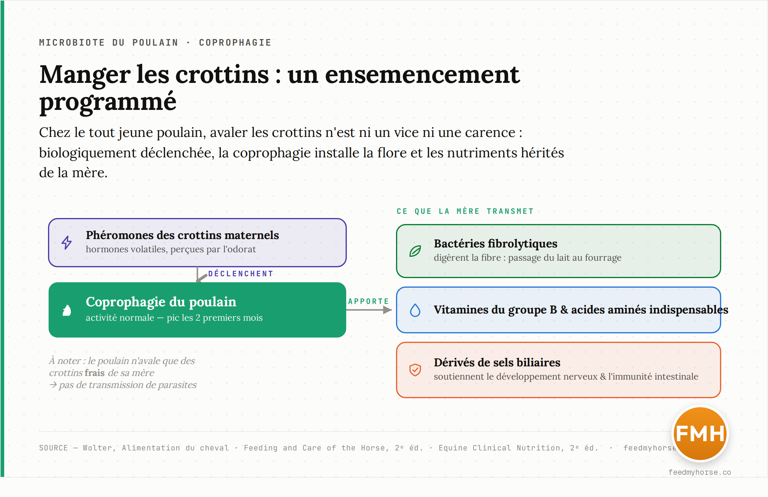 Schema de la coprophagie du poulain : les pheromones des crottins maternels declenchent leur ingestion (pic pendant les 2 premiers mois), apportant l'ensemencement en bacteries fibrolytiques, des vitamines B et acides amines, et des derives de sels biliaires soutenant le developpement nerveux et l'immunite intestinale. Sources : Wolter, Alimentation du cheval ; Feeding and Care of the Horse, 2e ed. ; Equine Clinical Nutrition, 2e ed.
