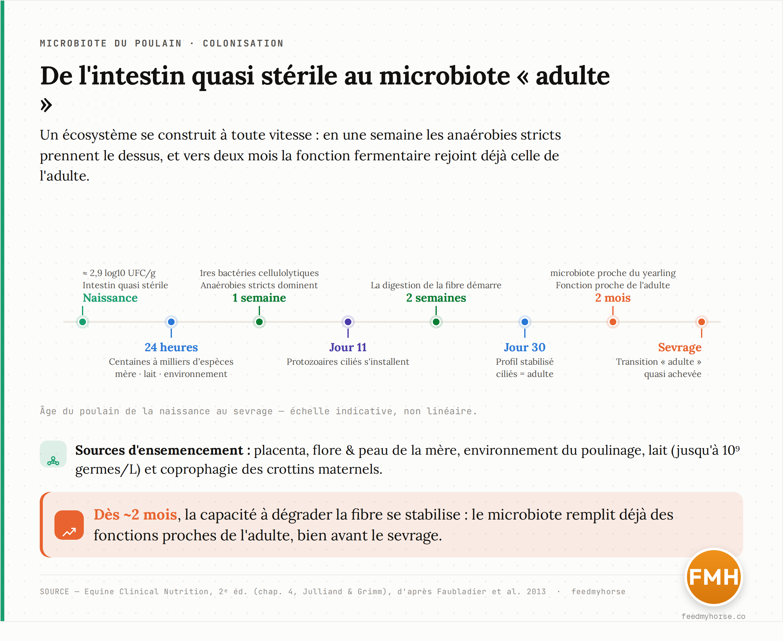 Timeline de la colonisation microbienne du poulain, de la naissance au sevrage : meconium quasi sterile (~2,9 log10 UFC/g), explosion de la diversite a 24 h, bascule vers les anaerobies stricts a 1 semaine, installation des cilies au jour 11, demarrage de la degradation de la fibre a 2 semaines, profil stabilise au jour 30, fonction proche de l'adulte a 2 mois, transition quasi achevee au sevrage. Sources d'ensemencement : placenta, mere, environnement, lait, coprophagie. Source : Equine Clinical Nutrition, 2e ed. (chap. 4, Julliand et Grimm) d'apres Faubladier et al. 2013.