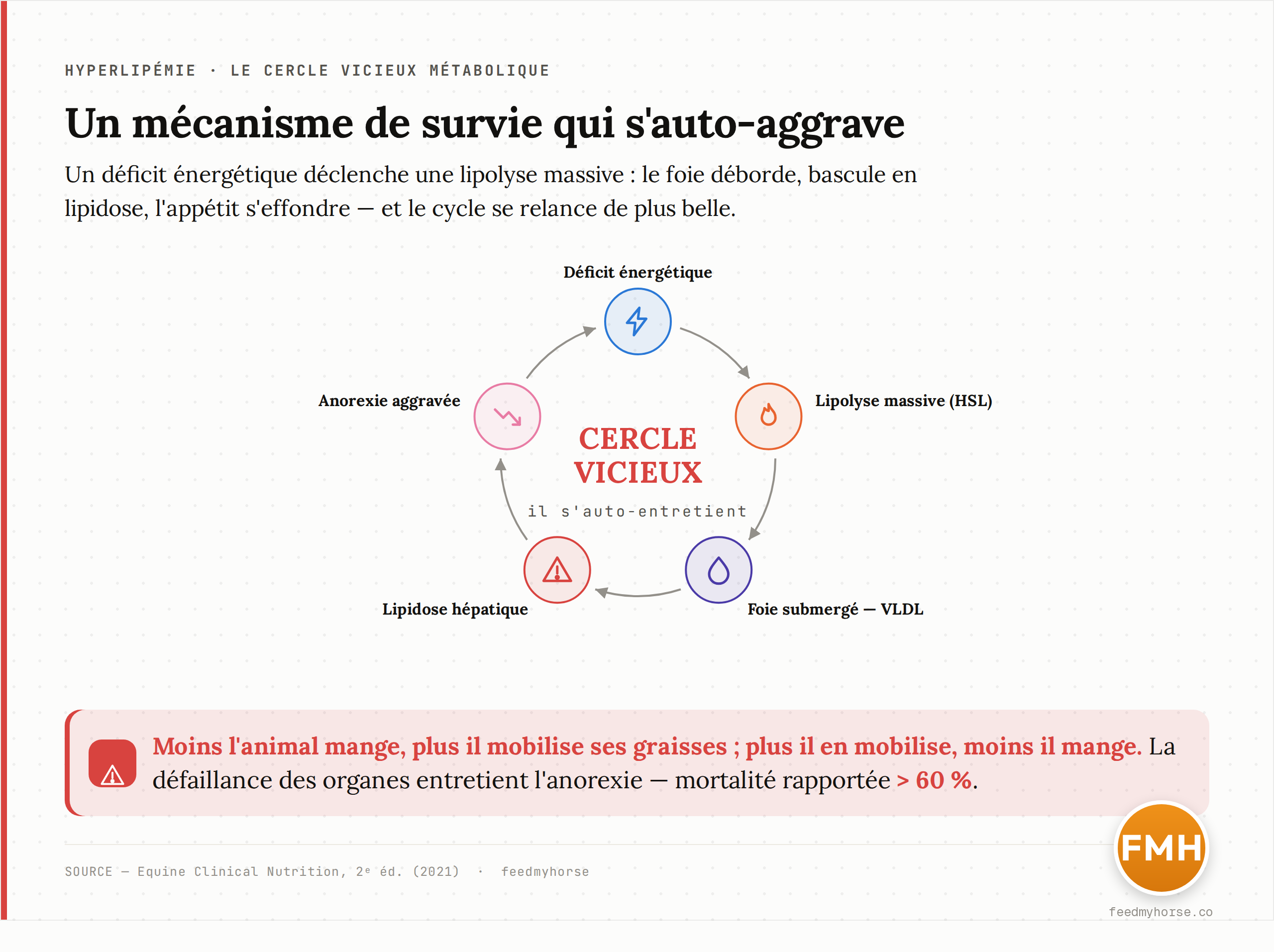 Schema du cercle vicieux de l'hyperlipemie : un deficit energetique declenche une lipolyse massive par la lipase HSL, qui submerge le foie de triglycerides et de VLDL (plasma laiteux), fait basculer le foie en lipidose hepatique, laquelle aggrave l'anorexie et relance le cycle. Source : Equine Clinical Nutrition, 2e ed. (2021).