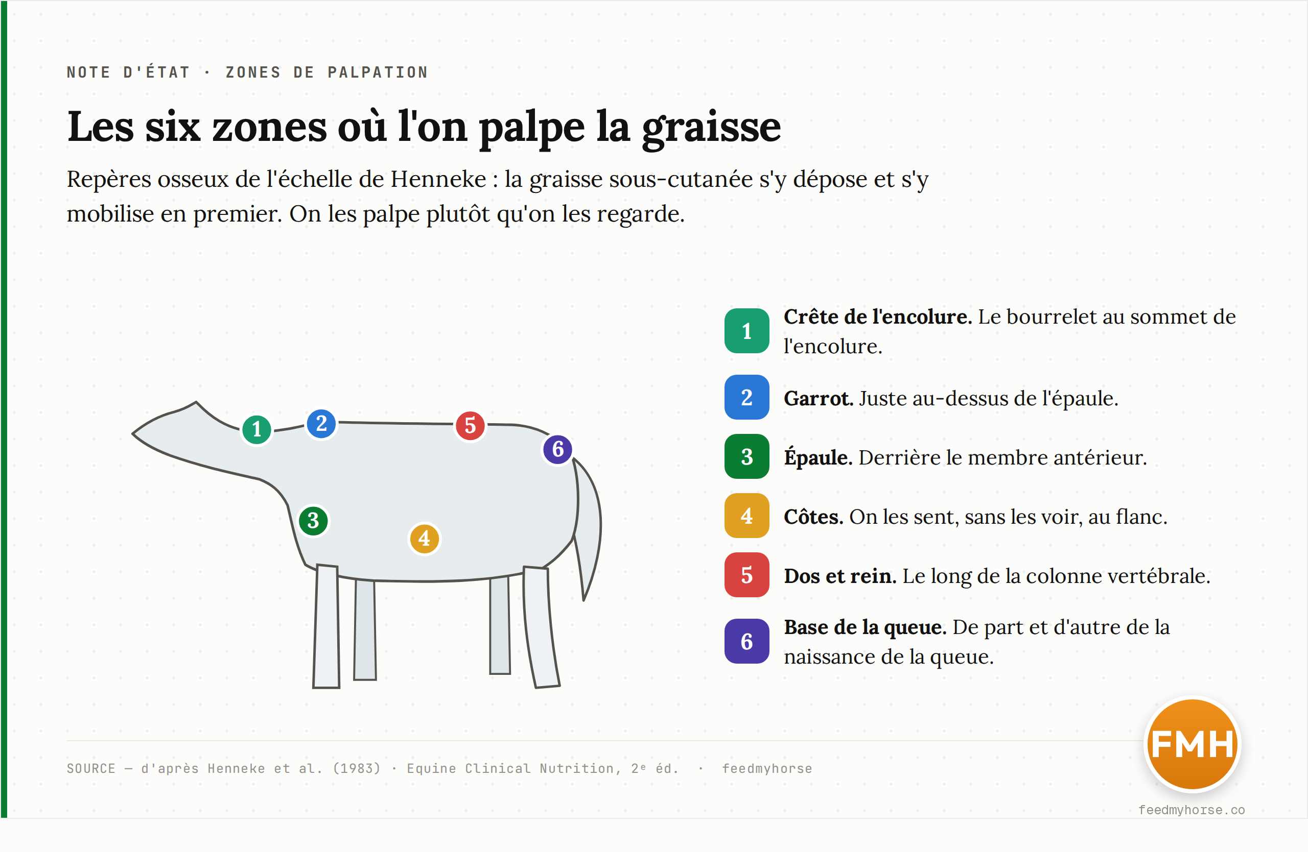 Les six zones de palpation de la note d'état de Henneke sur une silhouette de cheval de profil : crête de l'encolure, garrot, épaule, côtes, dos/rein et base de la queue. Ce sont les reliefs où la graisse sous-cutanée se dépose et se mobilise en premier ; on les palpe plutôt qu'on les regarde. Source : d'après Henneke et al. (1983), Equine Clinical Nutrition, 2e éd.