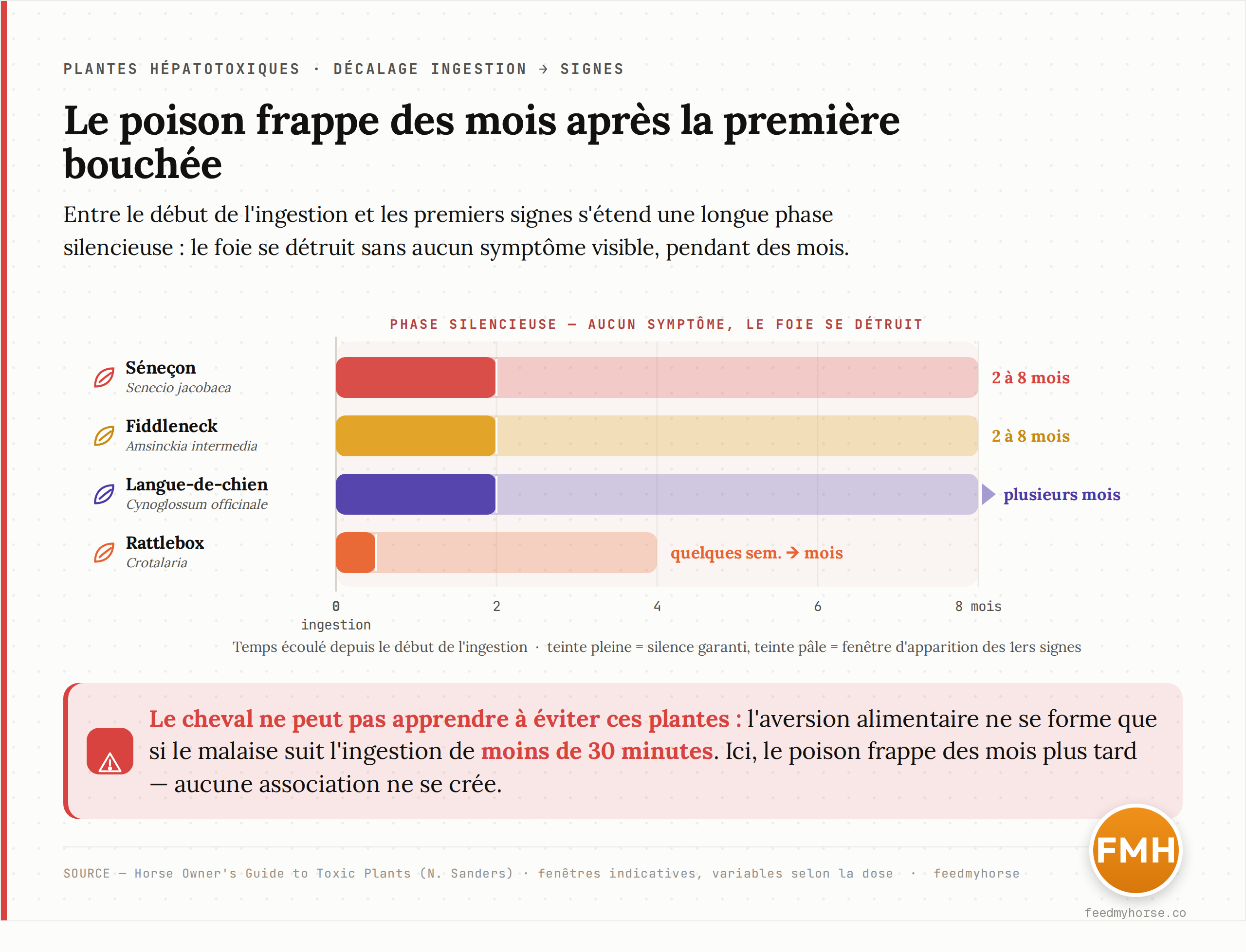 Frise du décalage temporel entre le début de l'ingestion et l'apparition des premiers signes, pour quatre plantes à alcaloïdes pyrrolizidiniques. La phase silencieuse, sans aucun symptôme, s'étend sur plusieurs mois pendant lesquels le foie se détruit. Fenêtres indicatives, variables selon la dose. Source : Horse Owner's Guide to Toxic Plants (Sanders).