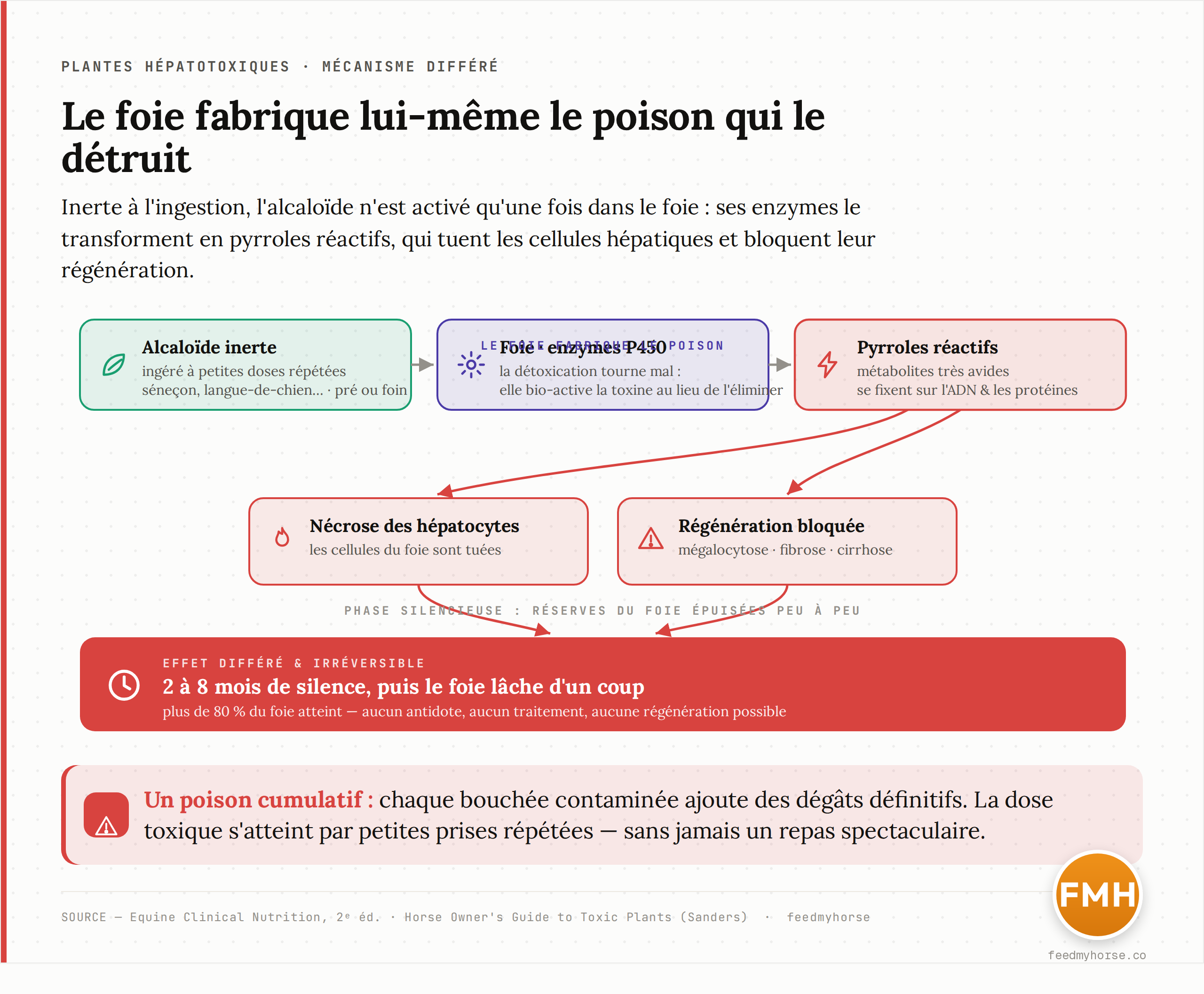 Schéma du mécanisme différé : l'alcaloïde inerte ingéré à petites doses répétées est transformé par les enzymes hépatiques (cytochromes P450) en pyrroles réactifs, qui tuent les cellules du foie et bloquent leur régénération. Le foie compense un temps sans signe visible, puis les symptômes apparaissent des semaines à des mois plus tard, quand l'atteinte est déjà irréversible. D'après Equine Clinical Nutrition (2e éd.) et Horse Owner's Guide to Toxic Plants.