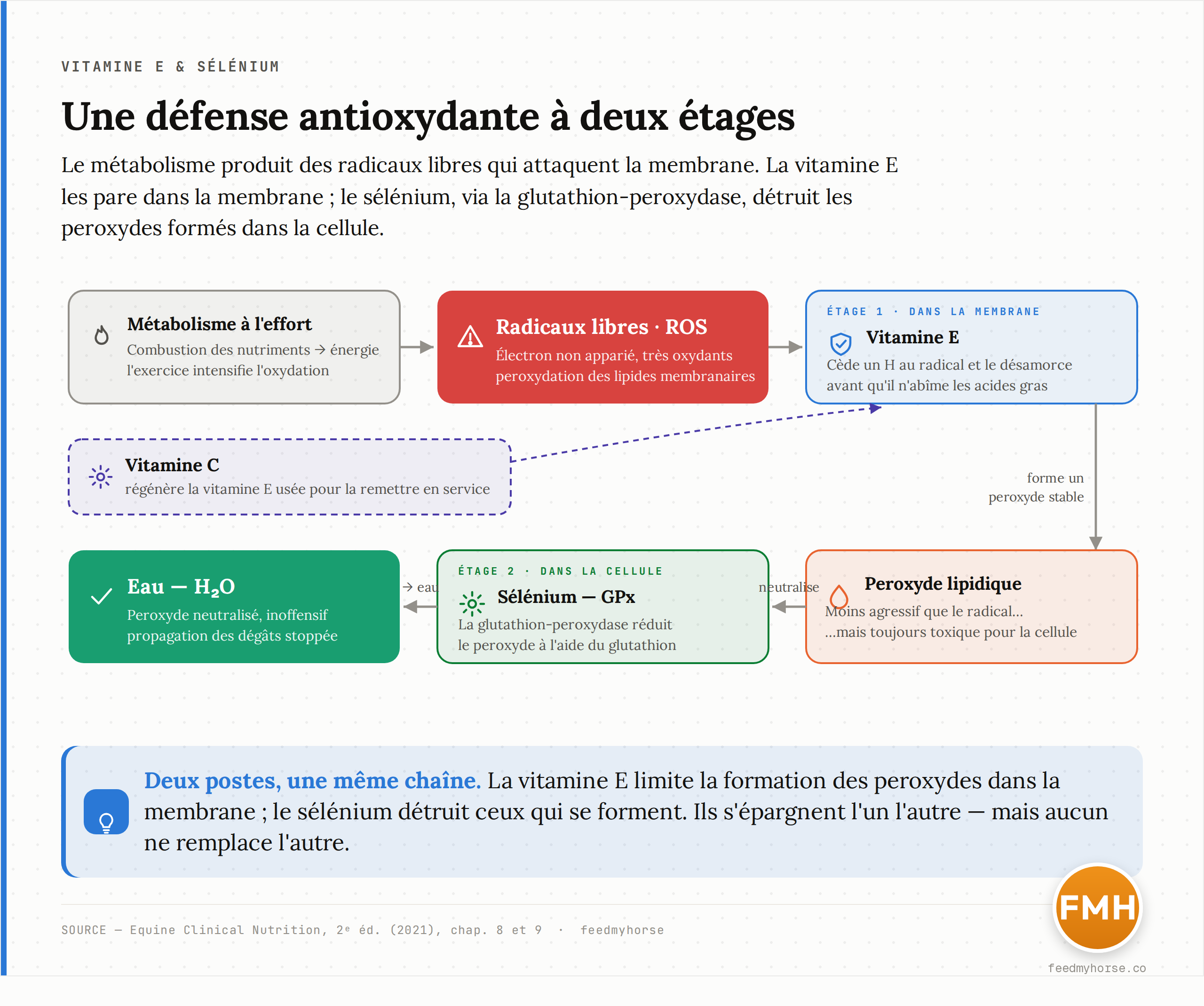 Schema du systeme antioxydant a deux etages. Le metabolisme, surtout a l'effort, produit des radicaux libres (ROS) qui attaquent la membrane cellulaire faite de lipides. Etage 1 : la vitamine E, logee dans la membrane, piege le radical avant qu'il n'abime les lipides, en formant un peroxyde moins agressif. Etage 2 : le selenium, via l'enzyme glutathion-peroxydase (GPx), neutralise ce peroxyde et le transforme en eau inoffensive. La vitamine C recycle la vitamine E usee. Source : Equine Clinical Nutrition, 2e ed. (2021), chap. 8 et 9.