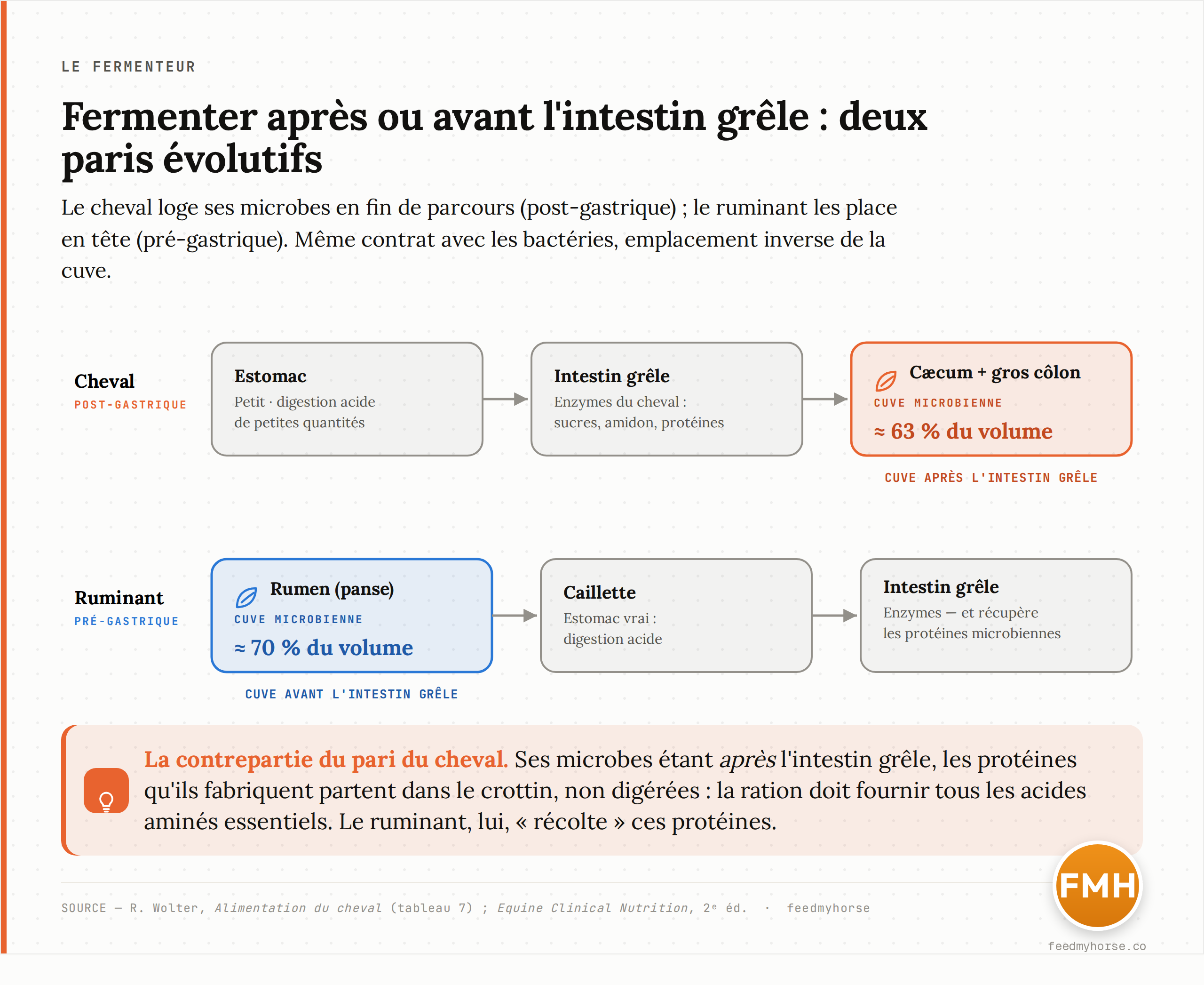 Schema comparatif : chez le cheval (fermenteur post-gastrique), la grande cuve microbienne — caecum + gros colon, environ 63 % du volume digestif — se situe APRES l'intestin grele ; chez le ruminant (fermenteur pre-gastrique), le rumen (environ 70 % du volume) precede l'intestin grele. Parts de volume d'apres Wolter, tableau 7.