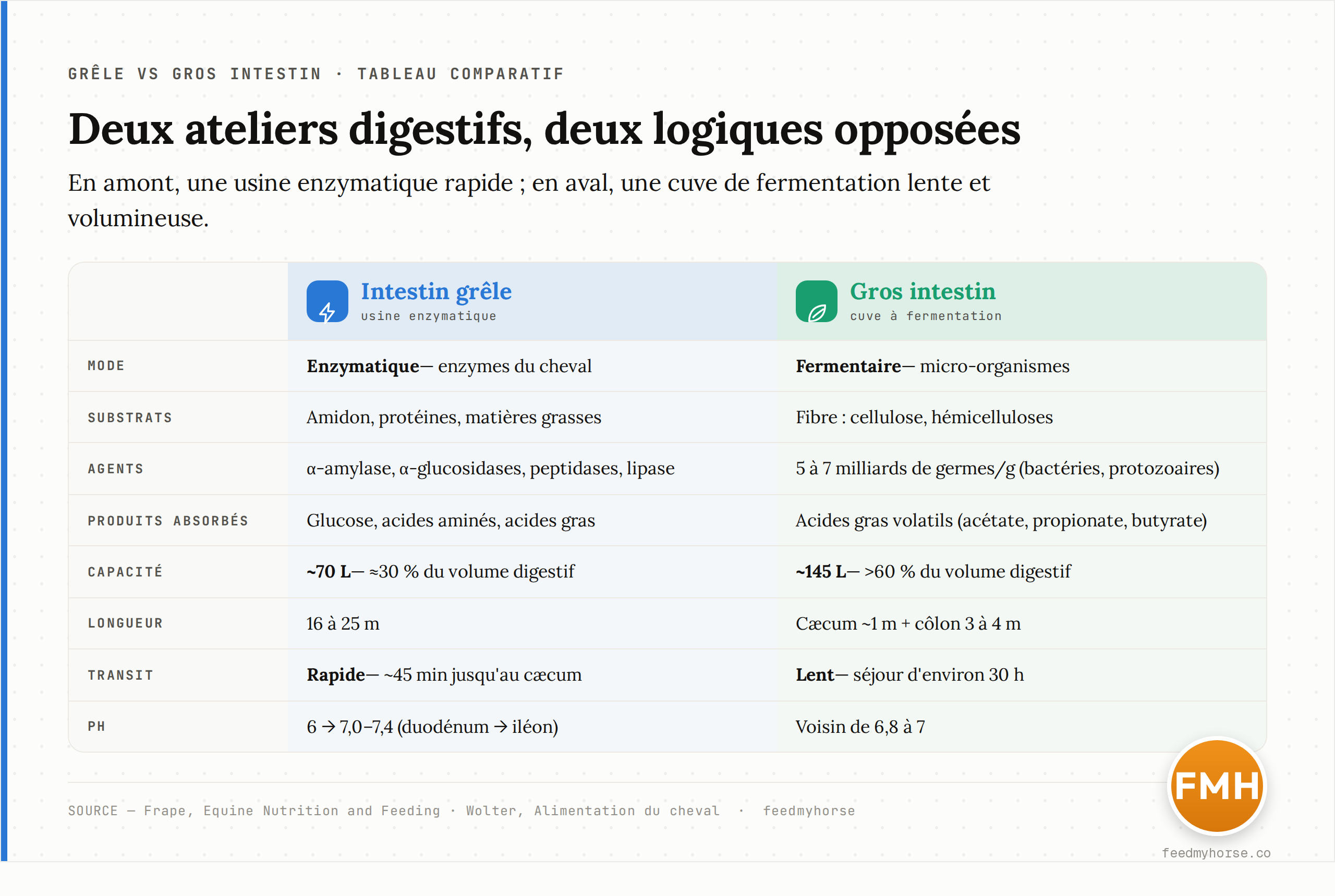 Tableau comparatif des deux compartiments digestifs : mode (enzymatique vs fermentaire), substrats, enzymes, produits absorbés, capacité, longueur, vitesse de transit et pH. Chiffres d'après Frape (Equine Nutrition and Feeding) et Wolter (Alimentation du cheval).
