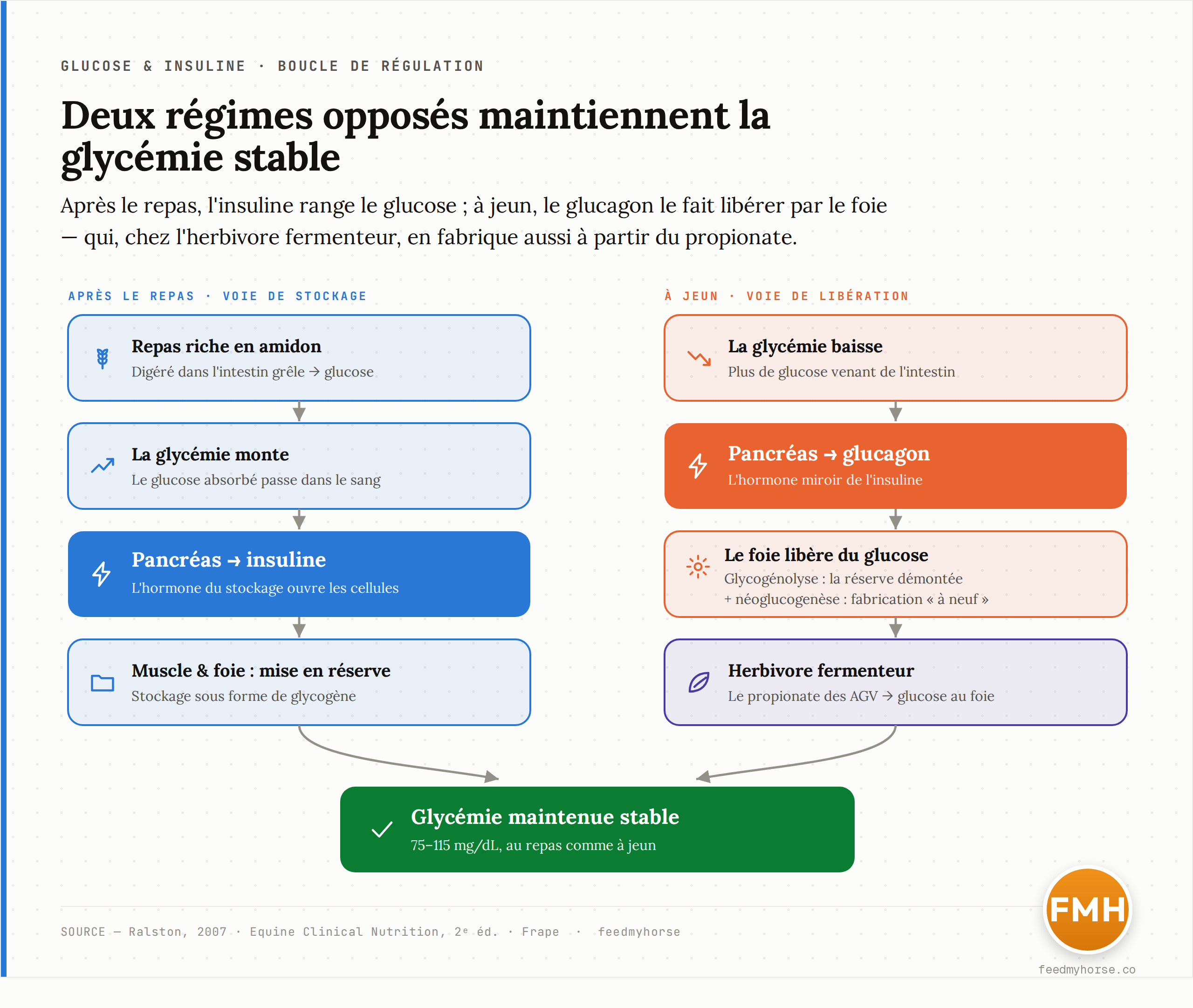 Schema de la boucle de regulation glucose/insuline chez le cheval sain. A gauche (apres le repas) : le repas riche en amidon est digere dans l'intestin grele, le glucose absorbe fait monter la glycemie, le pancreas secrete l'insuline qui fait entrer le glucose dans le muscle et le foie et le met en reserve sous forme de glycogene. A droite (a jeun) : la baisse de glycemie declenche le glucagon, le foie libere du glucose par glycogenolyse et neoglucogenese, avec chez l'herbivore fermenteur un apport de glucose fabrique a partir du propionate. Resultat commun : une glycemie maintenue stable a 75-115 mg/dL. Sources : Ralston (2007) ; Equine Clinical Nutrition (2e ed.) ; Frape.