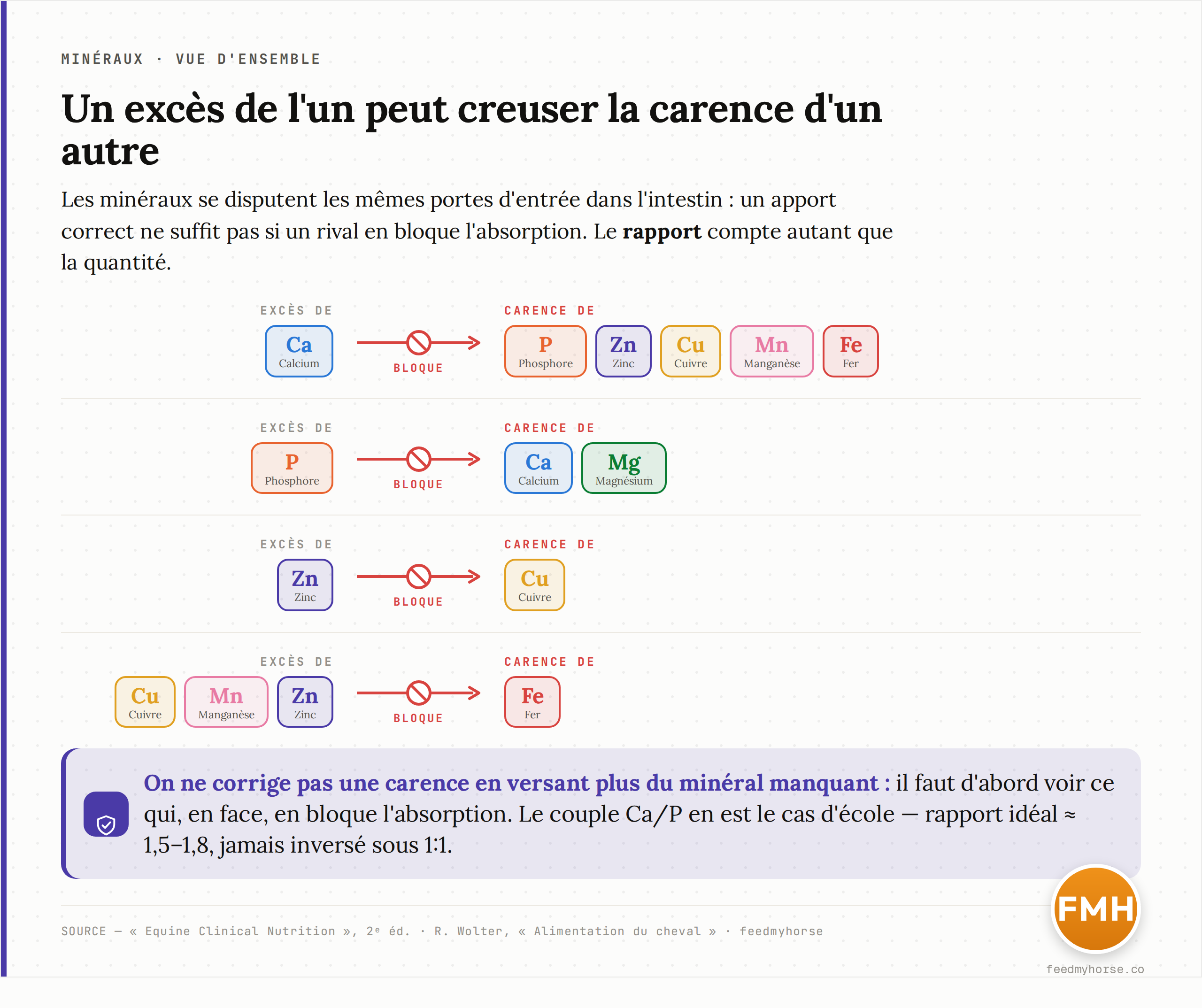 Schéma des principaux antagonismes minéraux : un excès de calcium bloque l'absorption du phosphore et des oligoéléments (Zn, Cu, Mn, Fe) ; un excès de phosphore bloque le calcium et le magnésium ; un excès de zinc bloque le cuivre ; un excès de fer, de cuivre ou de manganèse gêne l'absorption du fer. D'après Equine Clinical Nutrition (2e éd.) et Wolter, Alimentation du cheval.