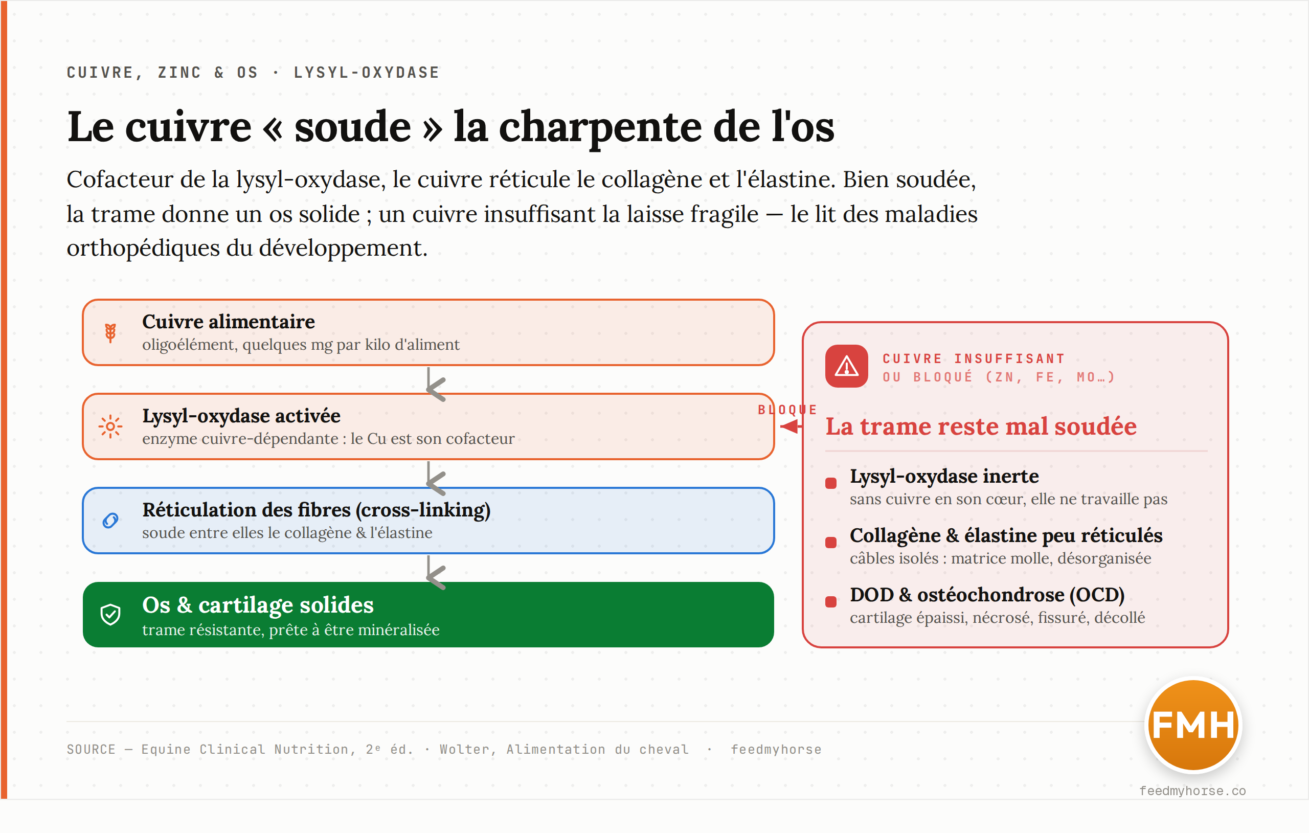 Schéma : le cuivre alimentaire sert de cofacteur à la lysyl-oxydase, enzyme qui réticule (soude) les fibres de collagène et d'élastine. Bien réticulée, la matrice donne un os et un cartilage solides ; un cuivre insuffisant ou bloqué laisse une trame fragile, impliquée dans les maladies orthopédiques du développement (DOD) et l'ostéochondrose. Source : Equine Clinical Nutrition, 2e éd.