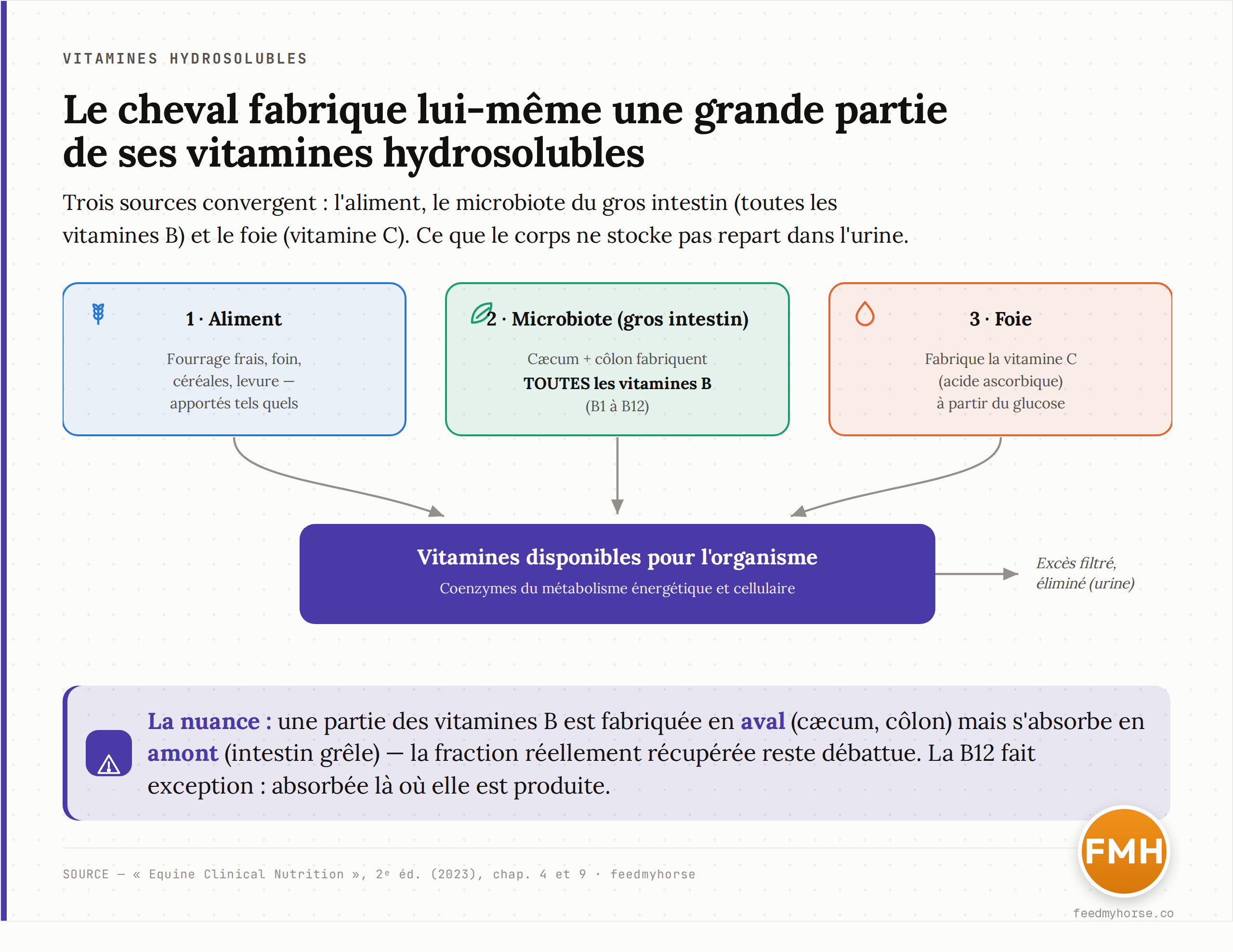 Schéma : les vitamines hydrosolubles du cheval proviennent de trois sources — l'aliment (fourrage, céréales, levure), la synthèse par le microbiote du caecum et du côlon (toutes les vitamines B), et la synthèse hépatique de la vitamine C à partir du glucose. Nuance : une partie des vitamines B est produite en aval mais absorbée en amont (intestin grêle), ce qui limite la part réellement récupérée. Source : Equine Clinical Nutrition, 2e éd. (2023).