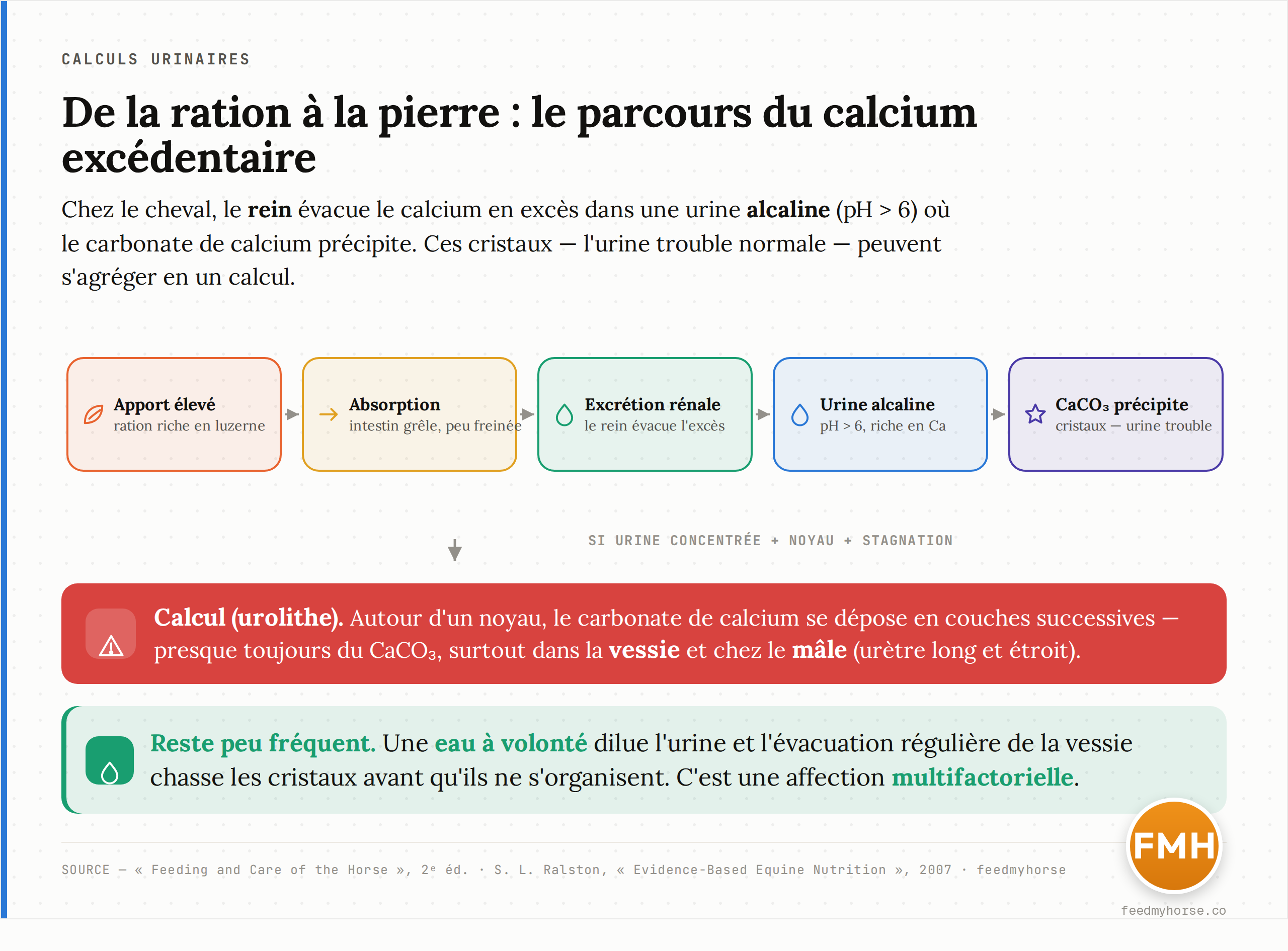 Schema du mecanisme : un apport de calcium eleve (ration riche en luzerne) est absorbe dans l'intestin grele, passe dans le sang, puis est excrete par le rein dans une urine alcaline (pH > 6) et tres riche en calcium ; le carbonate de calcium y precipite en cristaux (urine trouble normale), qui peuvent s'agreger autour d'un noyau pour former un calcul, surtout dans la vessie. Source : Feeding and Care of the Horse ; Ralston.