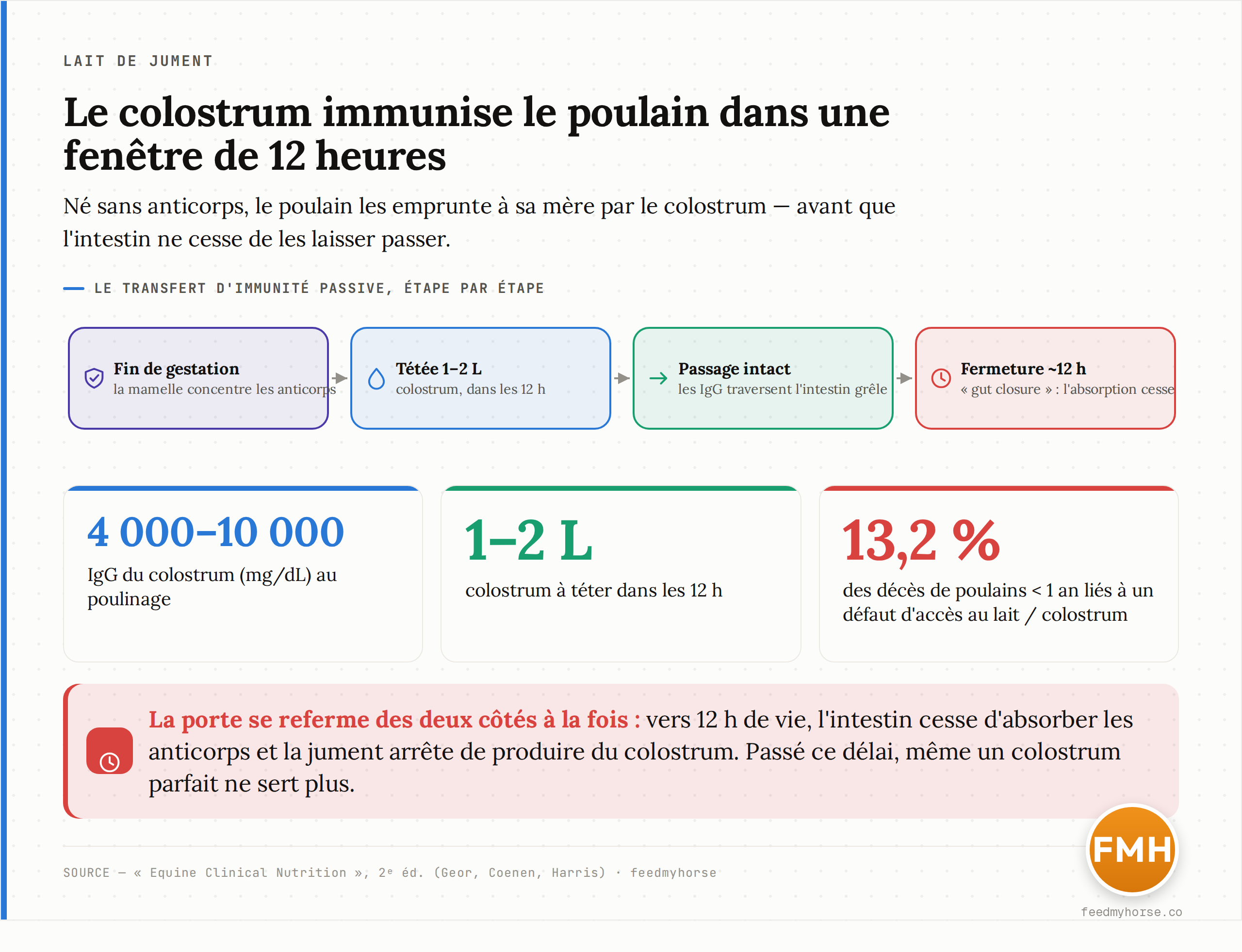 Schema du transfert d'immunite passive chez le poulain : la jument concentre ses anticorps dans la mamelle en fin de gestation, le poulain tete 1 a 2 L de colostrum (IgG 4000-10000 mg/dL) dans les 12 h, les immunoglobulines traversent la paroi intestinale intacte, puis la fenetre d'absorption se referme vers 12 h. Source : Equine Clinical Nutrition, 2e ed.