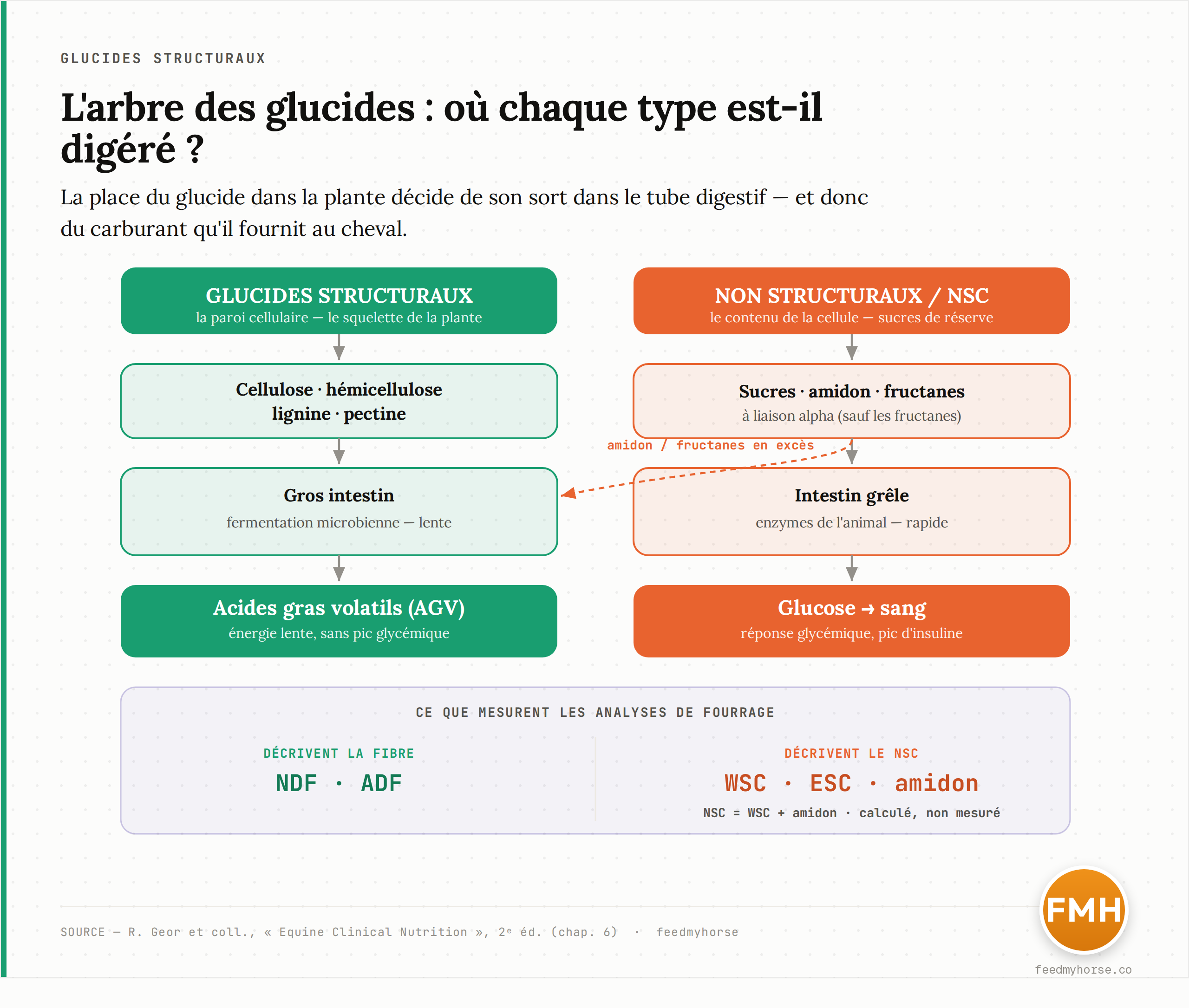 Schéma : l'arbre des glucides végétaux. La branche « structuraux » (cellulose, hémicellulose, lignine, pectine — la paroi cellulaire) part vers le gros intestin et la fermentation microbienne, qui produit des acides gras volatils. La branche « non structuraux / NSC » (sucres, amidon, fructanes — le contenu de la cellule) se digère surtout dans l'intestin grêle par les enzymes de l'animal, avec le glucose comme produit ; les fructanes et l'amidon en excès basculent vers le gros intestin. En bas : ce que mesurent les analyses de fourrage (NDF, ADF, WSC, ESC, amidon, NSC). Source : Equine Clinical Nutrition, 2e éd.