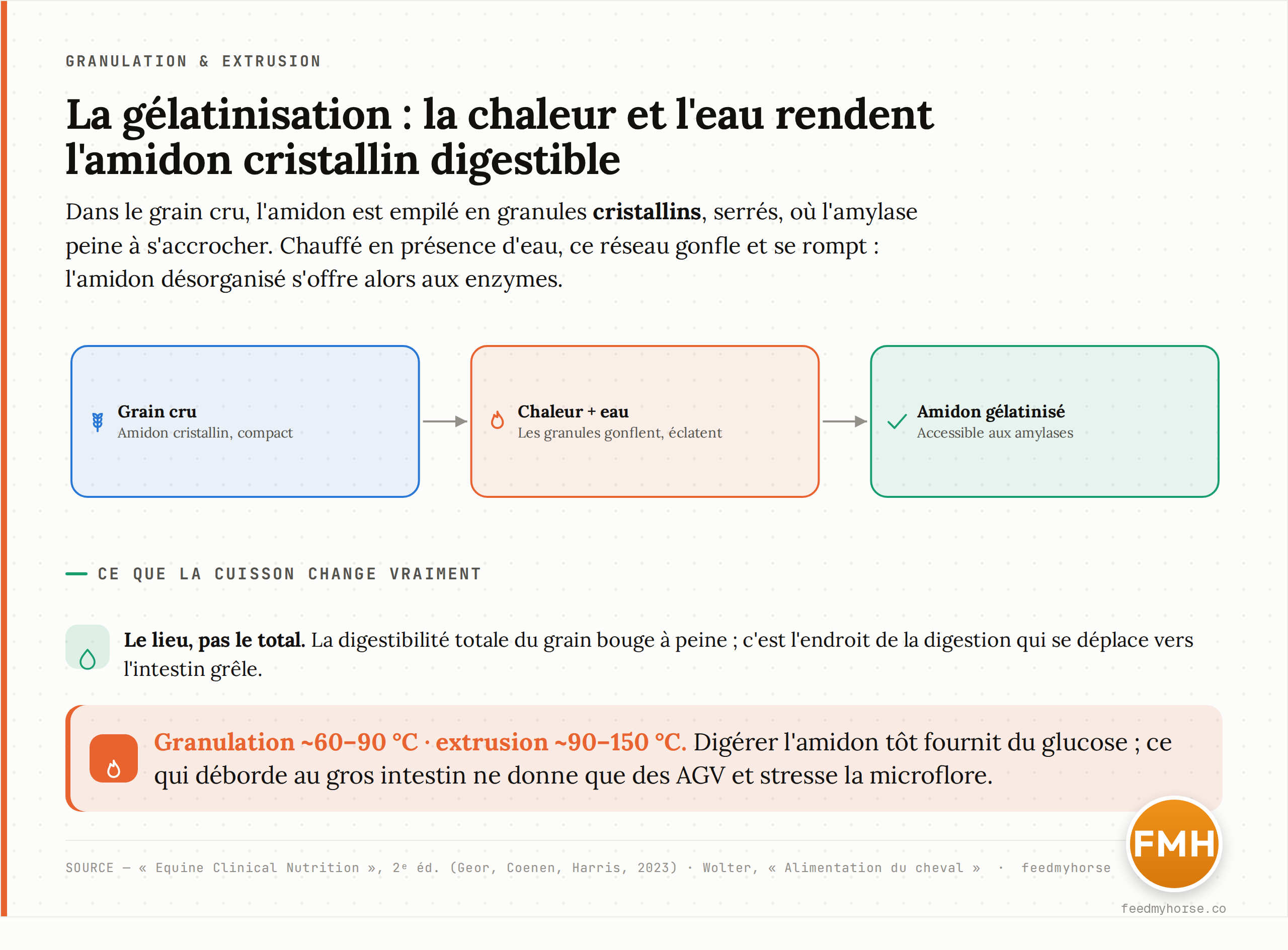 Schéma : dans le grain cru, l'amidon forme un réseau cristallin serré où les enzymes peinent à pénétrer. Sous l'action de la chaleur et de l'eau (granulation ~60-90 °C, extrusion ~90-150 °C), les granules gonflent et se rompent : l'amidon gélatinisé devient largement accessible aux amylases. D'après Equine Clinical Nutrition (2023) et Wolter.