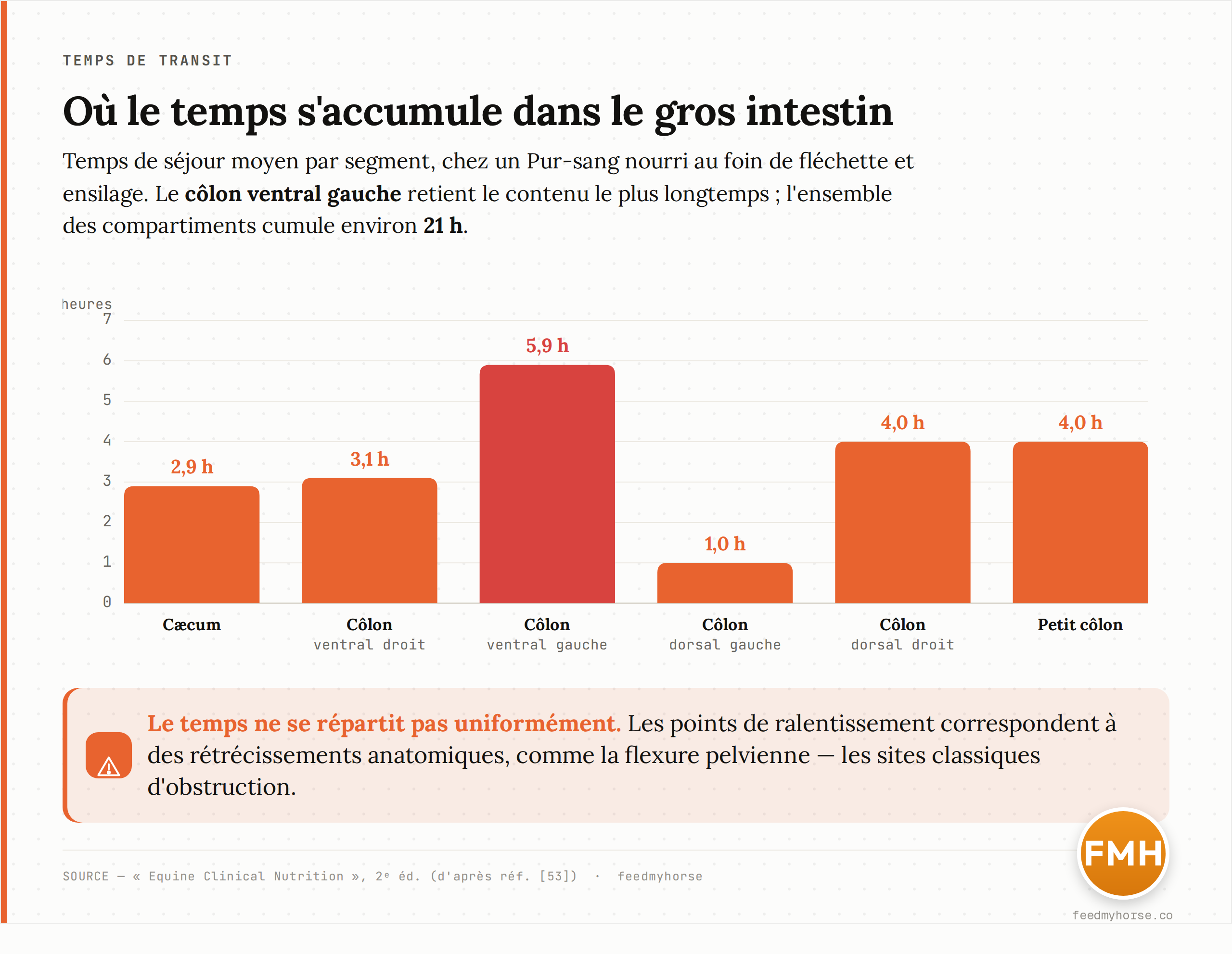 Temps de séjour moyen par segment du gros intestin, chez un cheval Pur-sang nourri au foin de fléchette et ensilage. Le côlon ventral gauche retient le contenu le plus longtemps (5,9 h) ; l'ensemble des compartiments cumule environ 21 heures. Source : Equine Clinical Nutrition, 2e éd. (d'après réf. n° 53).