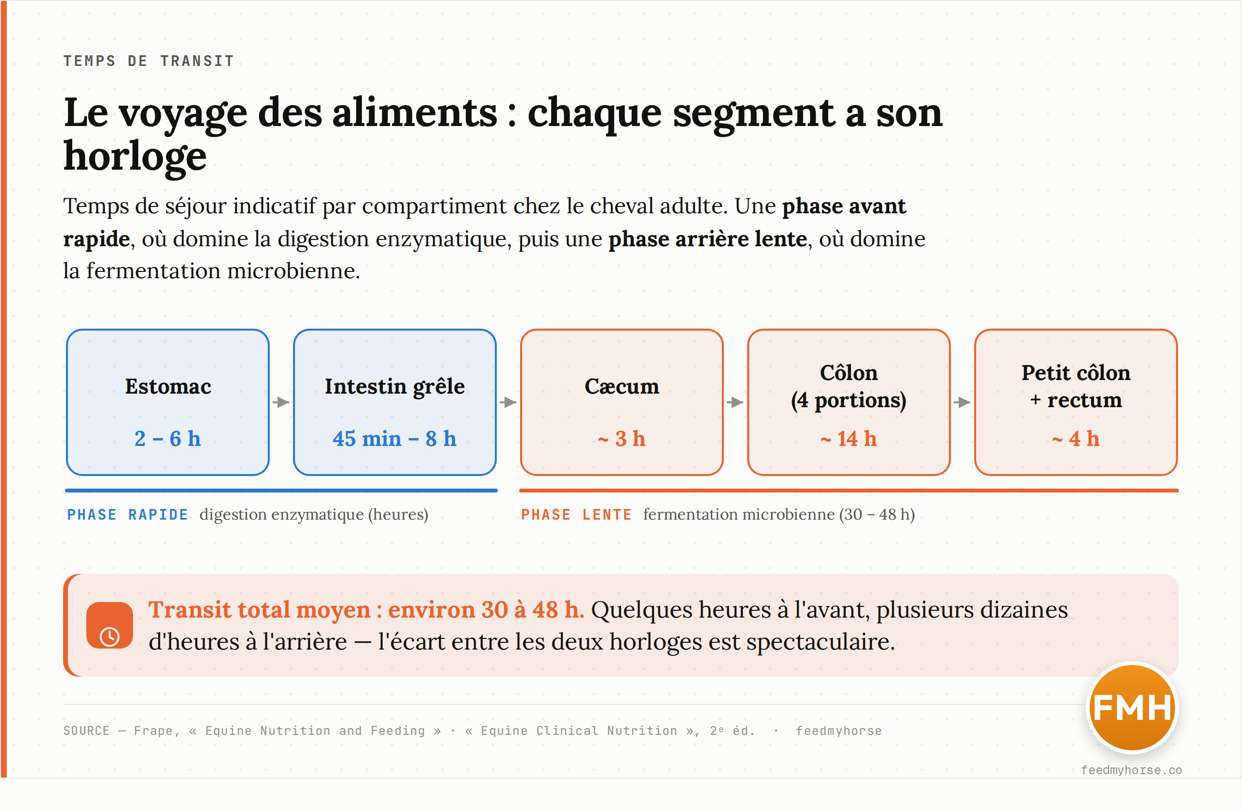 Schéma du transit digestif : temps de séjour indicatif par compartiment chez le cheval adulte. Une phase avant rapide (estomac 2-6 h, intestin grêle de 45 min à 8 h) où domine la digestion enzymatique, puis une phase arrière lente (gros intestin, 30-48 h) où domine la fermentation microbienne. Sources : Frape, Equine Nutrition and Feeding ; Equine Clinical Nutrition, 2e éd.