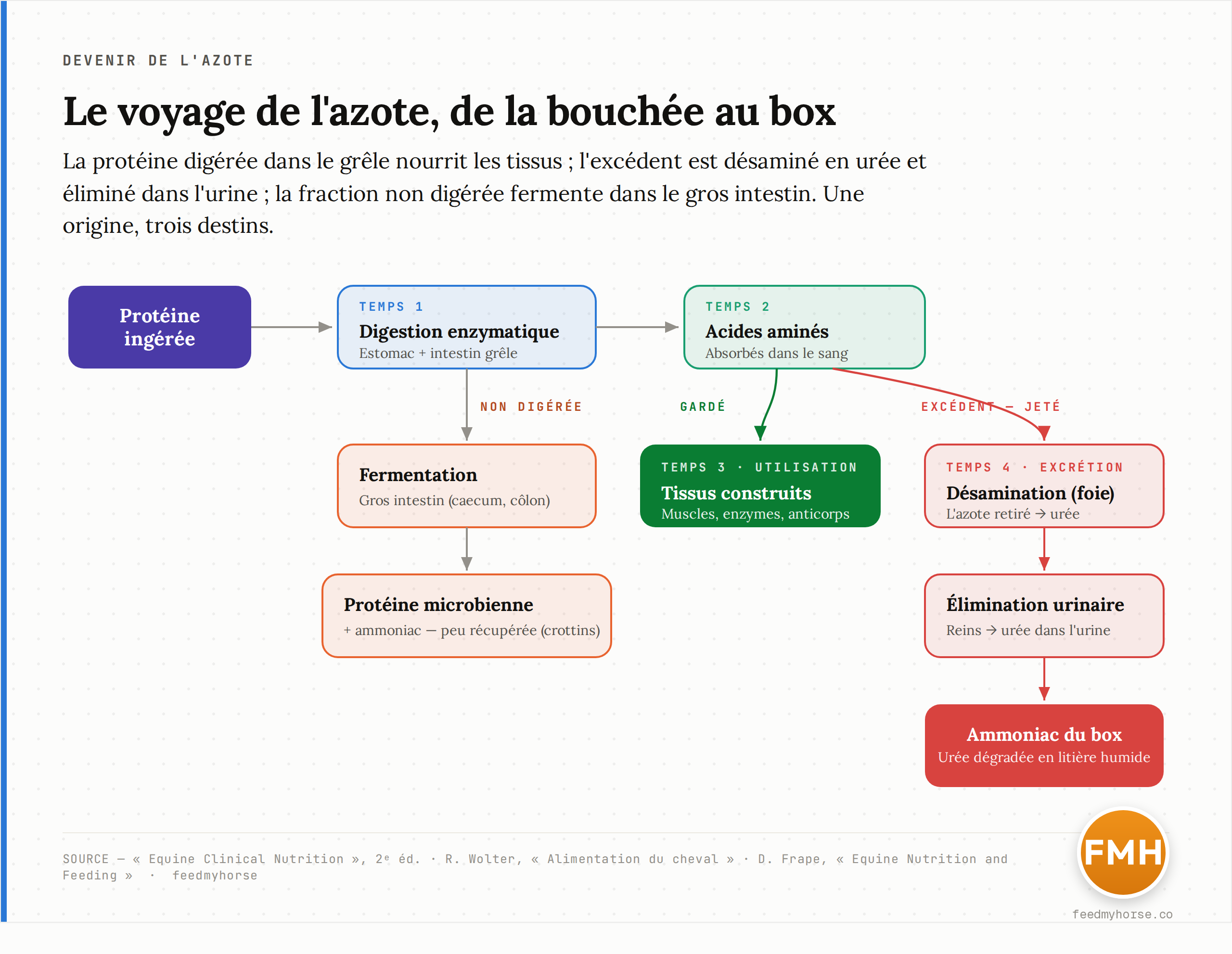 Schéma du trajet de l'azote chez le cheval : la protéine ingérée est digérée par voie enzymatique dans l'estomac et l'intestin grêle en acides aminés absorbés dans le sang, utilisés pour construire les tissus ; l'excédent d'acides aminés est désaminé par le foie, converti en urée, éliminé dans l'urine puis dégagé en ammoniac dans le box. La fraction de protéine qui échappe à la digestion enzymatique fermente dans le gros intestin en protéine microbienne peu récupérée et en ammoniac.