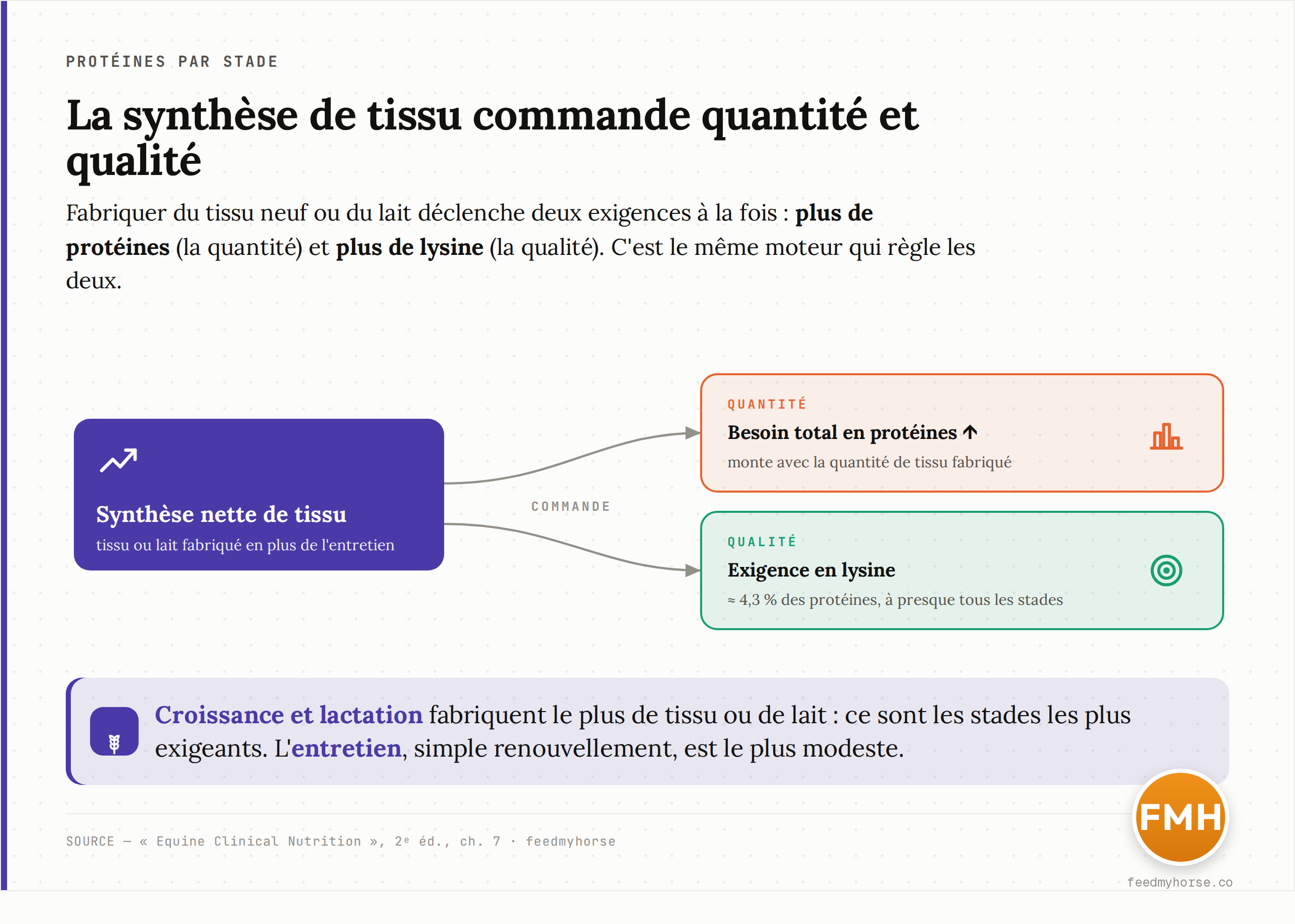 Schéma : la synthèse nette de tissu commande à la fois le besoin en protéines (quantité) et l'exigence en lysine (qualité). Croissance et lactation, qui fabriquent le plus de tissu ou de lait, sont les stades les plus exigeants ; l'entretien, simple renouvellement, est le plus modeste. Source : Equine Clinical Nutrition, 2e éd., ch. 7.