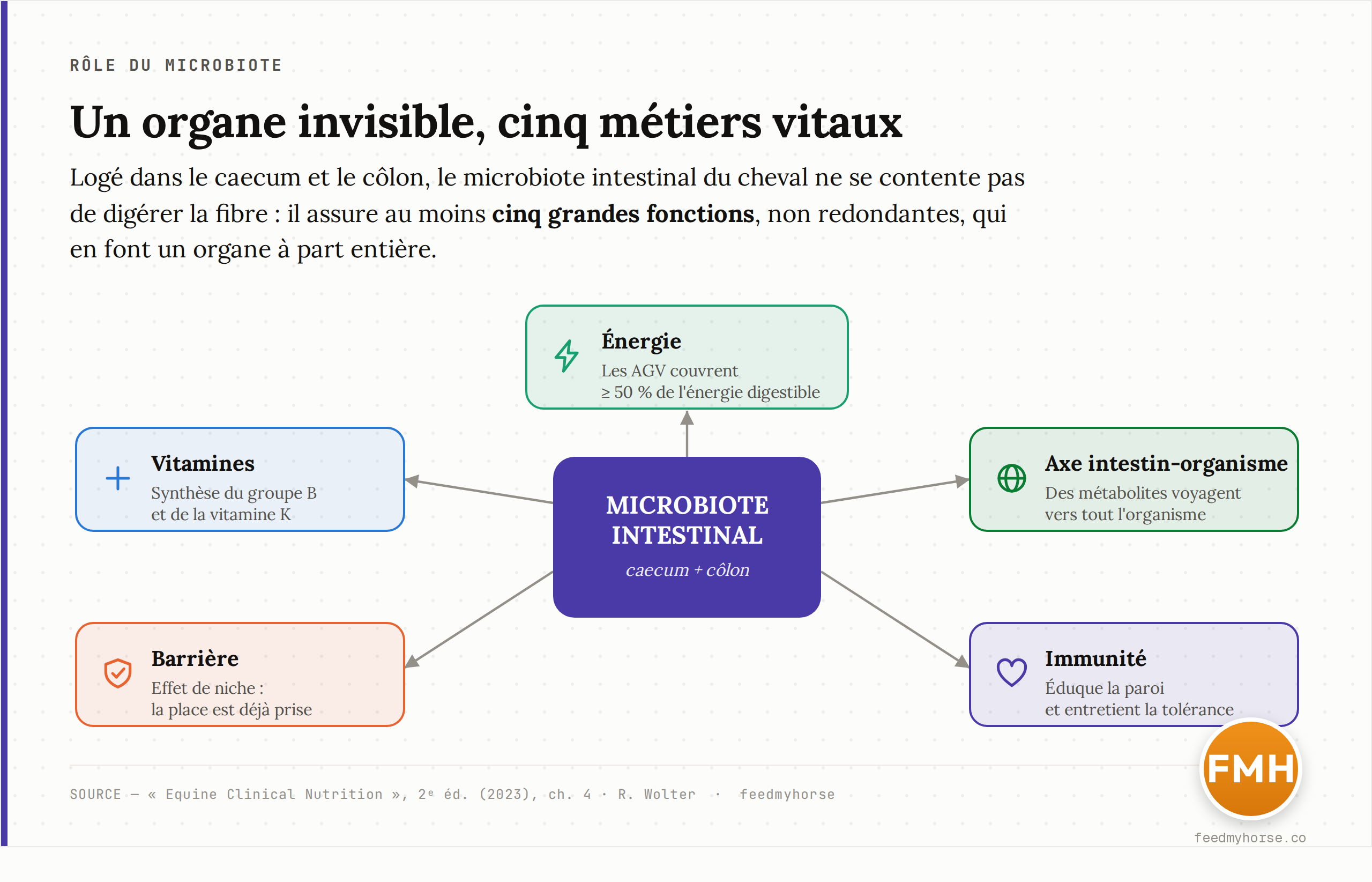 Schéma : le microbiote intestinal du cheval (caecum et côlon) assure au moins cinq grandes fonctions — énergie via les acides gras volatils, synthèse de vitamines du groupe B et de vitamine K, effet barrière contre les pathogènes, régulation immunitaire, et dialogue métabolique avec l'ensemble de l'organisme.