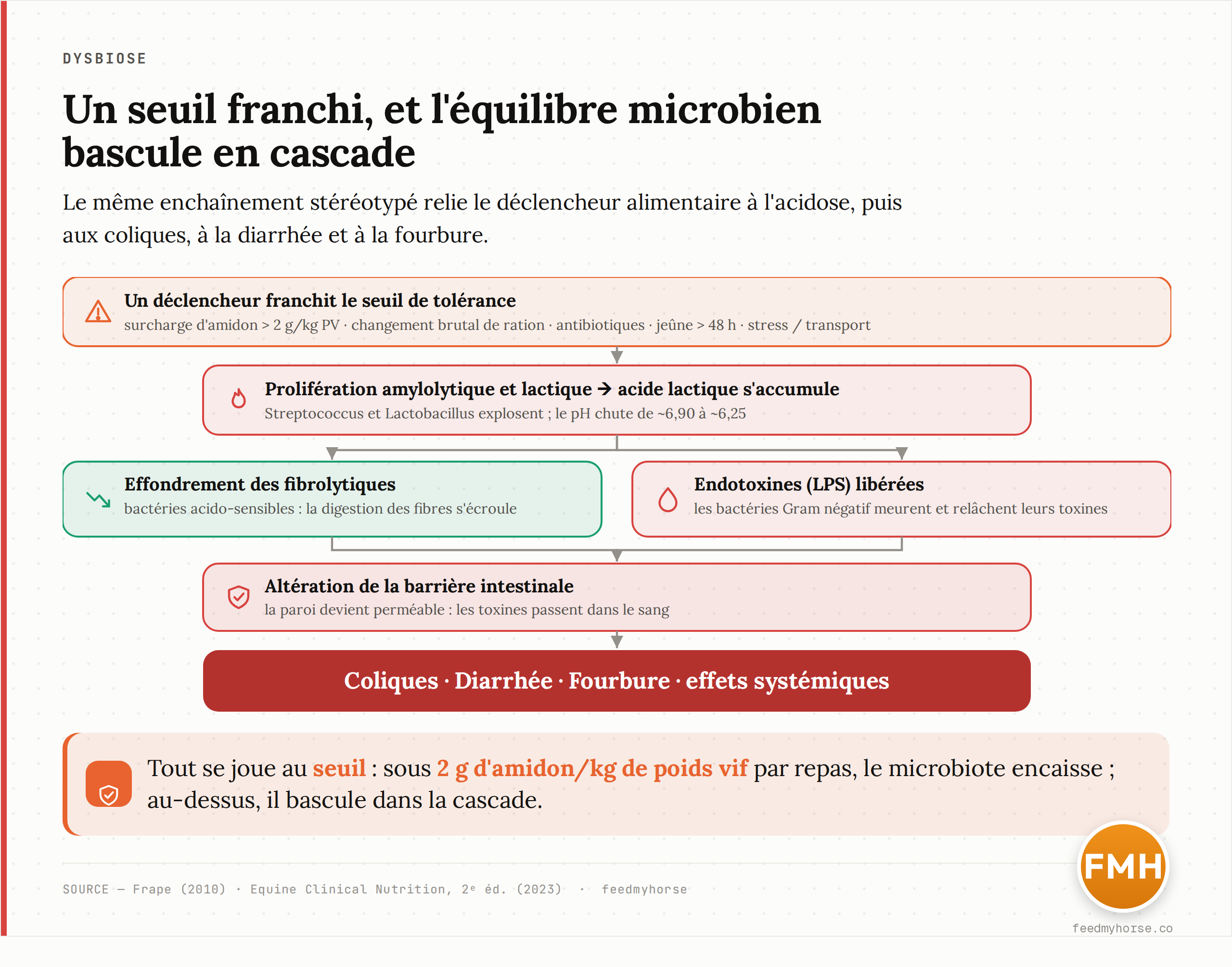 Schéma explicatif : la cascade dysbiotique dans le gros intestin. Un déclencheur (surcharge d'amidon supérieure à 2 g/kg de poids vif, changement brutal de ration, antibiotiques, jeûne, stress) fait proliférer les bactéries amylolytiques et lactiques ; l'acide lactique s'accumule et fait chuter le pH ; les fibrolytiques s'effondrent et des endotoxines sont libérées ; la barrière intestinale s'altère et laisse passer les toxines, ouvrant sur coliques, diarrhée, fourbure et effets systémiques. Seuils d'après Frape (2010) et Equine Clinical Nutrition (2e éd., 2023).