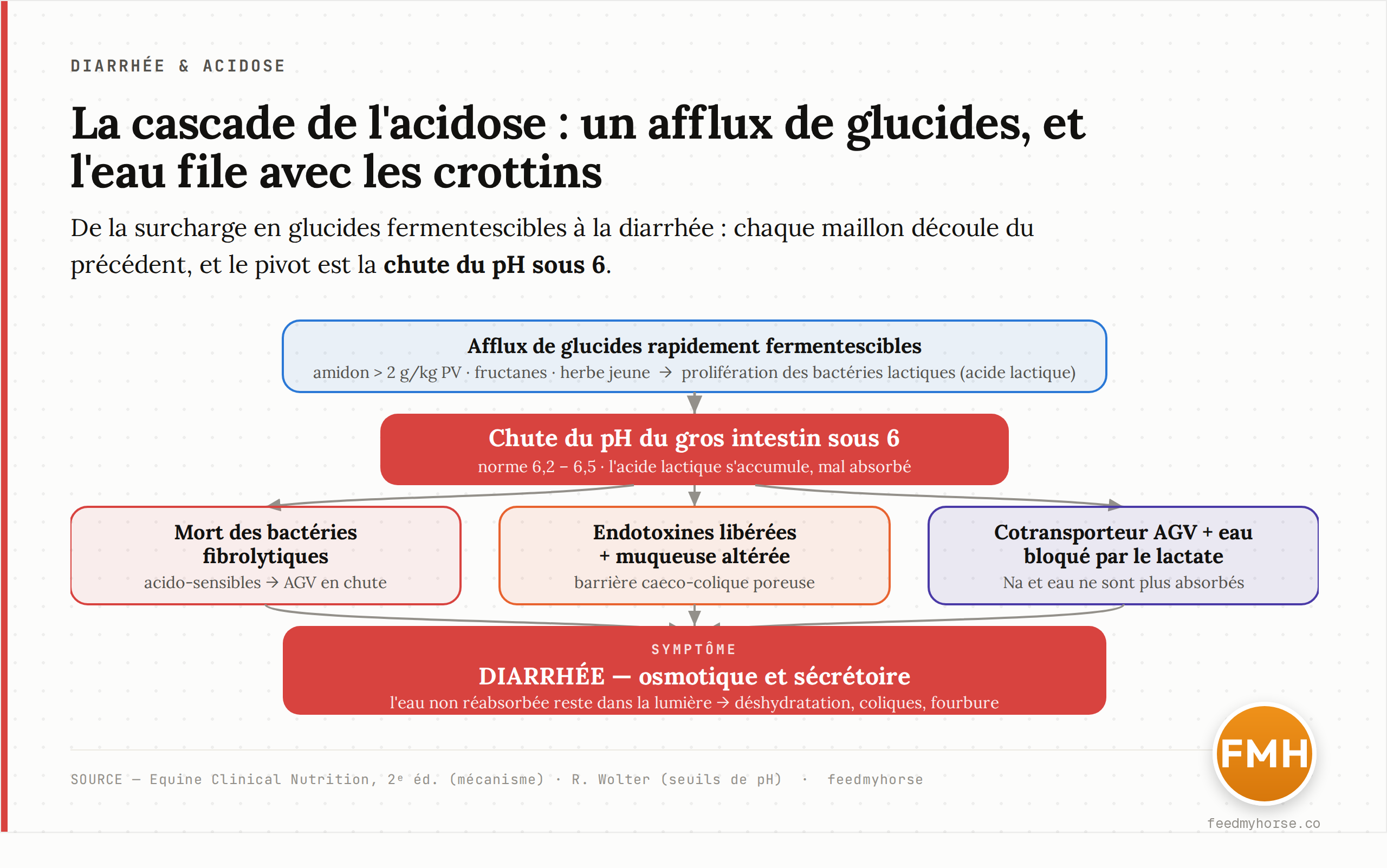 Cascade de l'acidose du gros intestin : un afflux de glucides rapidement fermentescibles favorise les bactéries lactiques, dont l'acide lactique fait chuter le pH sous 6 ; s'ensuivent la mort des bactéries fibrolytiques, la libération d'endotoxines et l'altération de la muqueuse, qui bloquent l'absorption de l'eau et provoquent la diarrhée. Source du mécanisme : Equine Clinical Nutrition ; seuils de pH : Wolter.