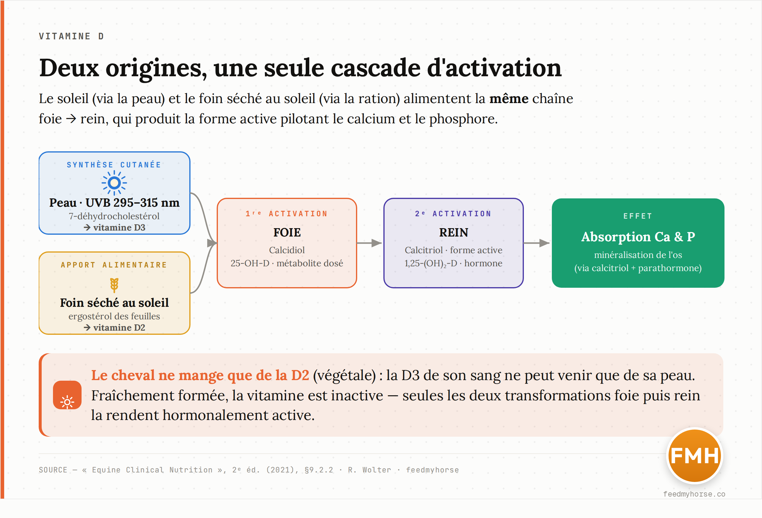 Schema des deux voies d'apport de la vitamine D chez le cheval : le soleil (UVB 295-315 nm) transforme un precurseur cutane en vitamine D3, le foin seche au soleil apporte de la vitamine D2 ; les deux passent par le foie (calcidiol) puis le rein (calcitriol, forme active) pour agir sur l'absorption du calcium et du phosphore et la mineralisation de l'os. Source : Equine Clinical Nutrition, 2e ed. (2021).