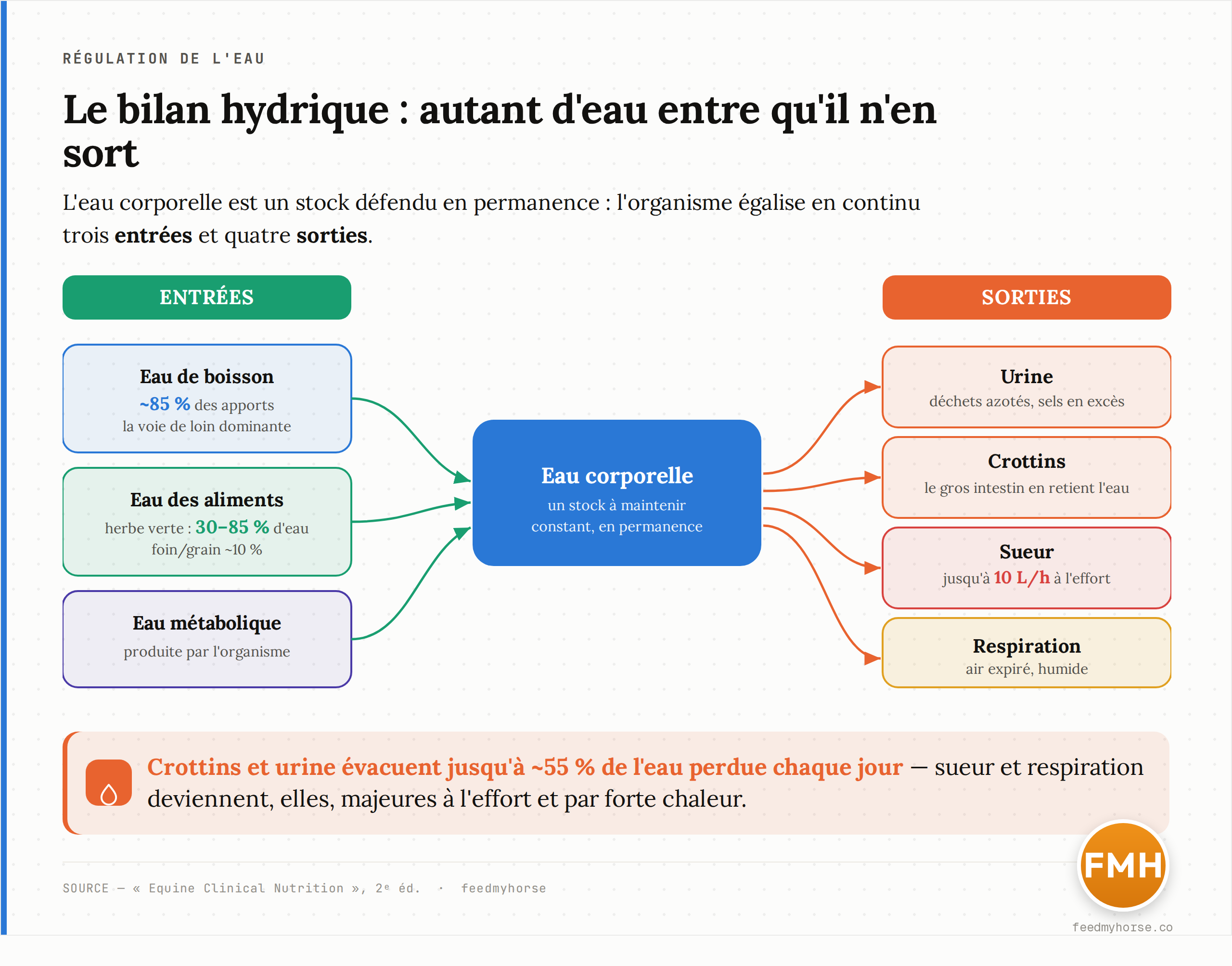 Schéma du bilan hydrique du cheval. Entrées : eau de boisson (~85 % des apports), eau contenue dans les aliments (herbe verte de 30 à 85 % d'humidité), eau métabolique produite par l'organisme. Sorties : urine, crottins (le gros intestin retient une large part de l'eau), sueur (jusqu'à 10 L/h à l'effort) et respiration. Crottins et urine représentent jusqu'à ~55 % des pertes totales. Source des chiffres : Equine Clinical Nutrition, 2e éd.