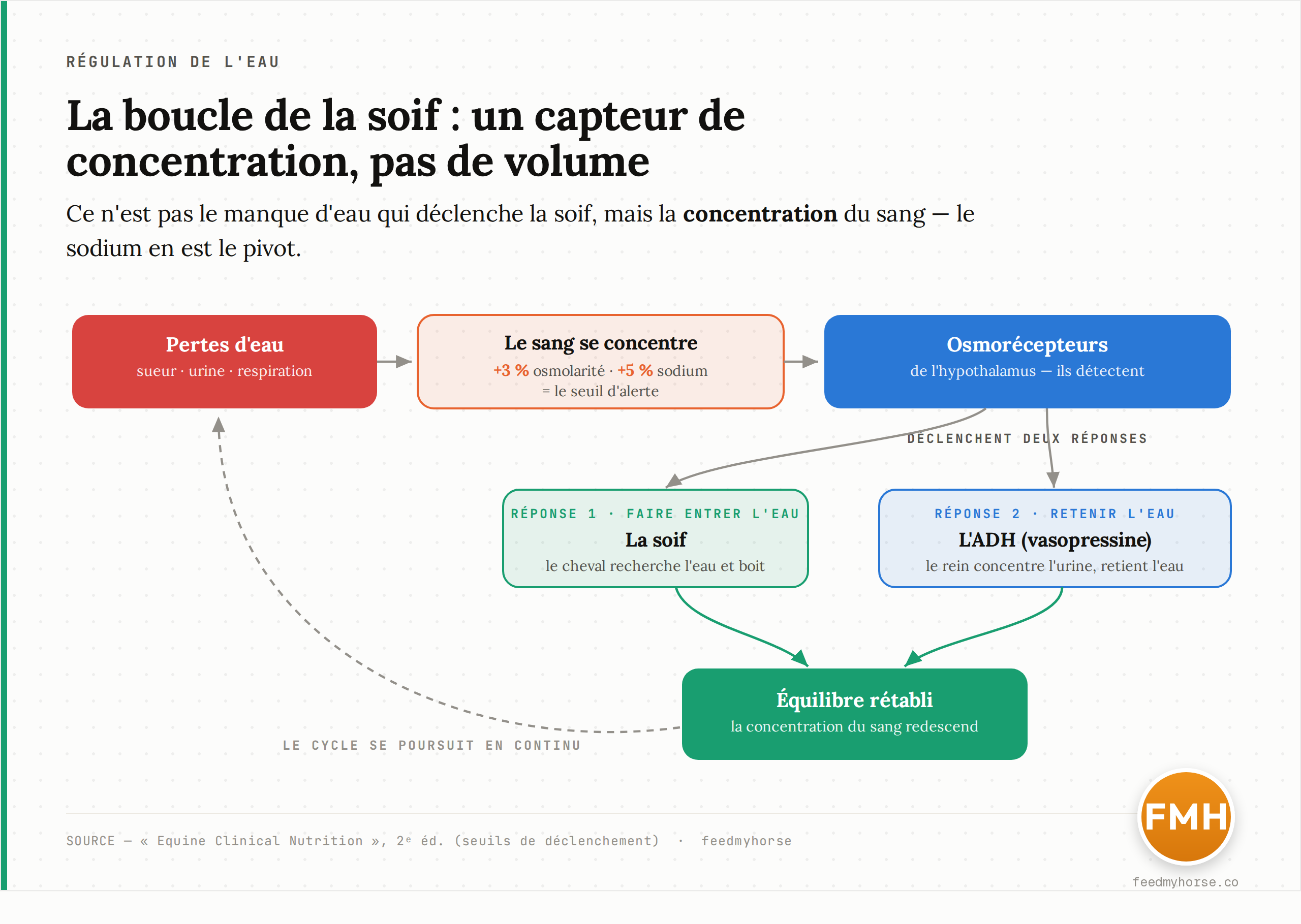 Schéma de la boucle de la soif. Les pertes d'eau (sueur, urine, respiration) concentrent le sang ; au-delà de +3 % d'osmolarité et +5 % de sodium, les osmorécepteurs de l'hypothalamus déclenchent simultanément la soif (le cheval boit) et la libération d'ADH (l'hormone antidiurétique amène le rein à concentrer l'urine et à retenir l'eau). Boire rétablit l'équilibre. Source des seuils : Equine Clinical Nutrition, 2e éd.