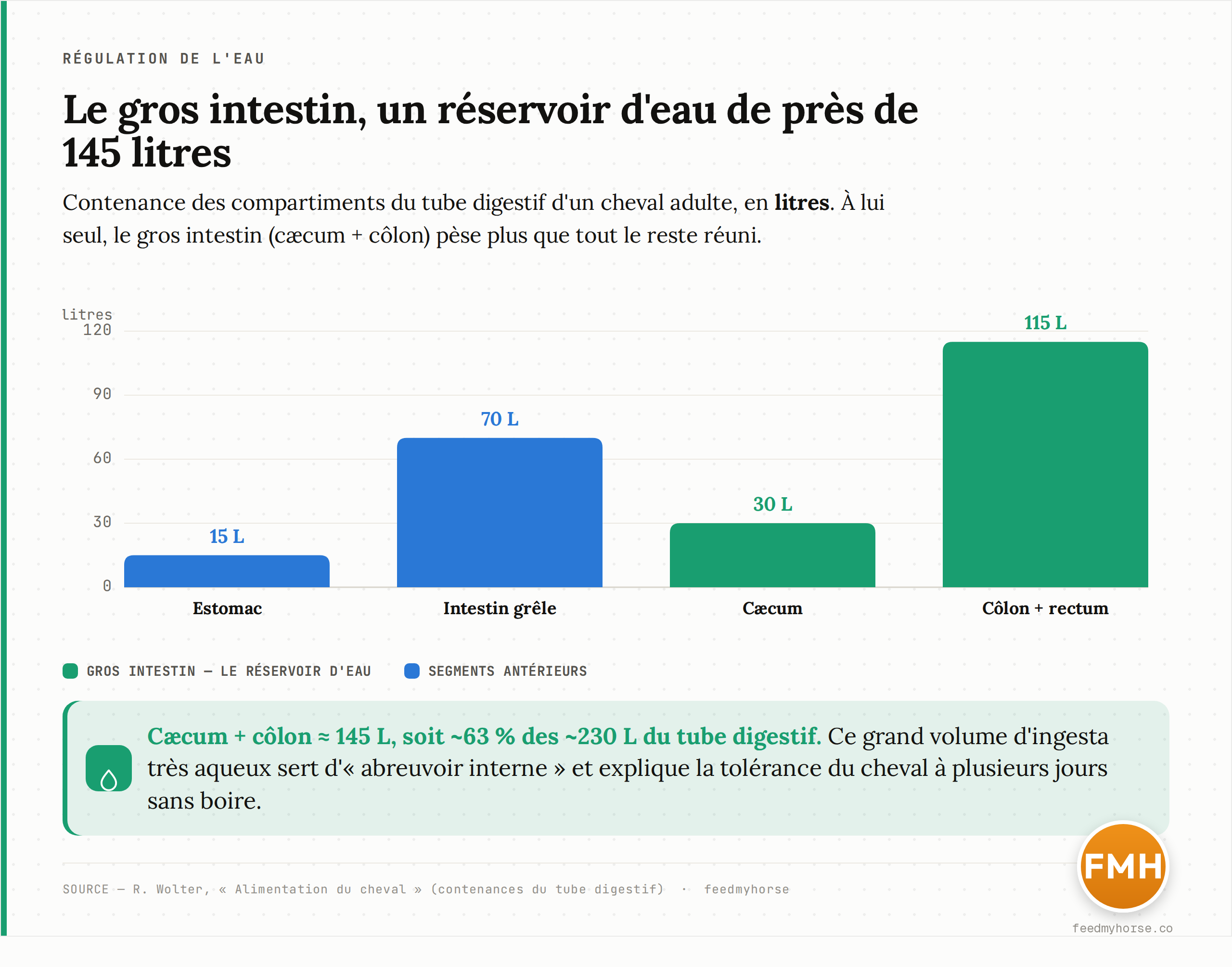 Contenance des compartiments du tube digestif du cheval adulte : estomac ~15 L, intestin grêle ~70 L, cæcum ~30 L, côlon + rectum ~115 L. Le gros intestin (cæcum + côlon), soit environ 145 L, représente près de 63 % de la capacité totale (~230 L) et constitue le principal réservoir d'eau de l'organisme. Source : Wolter, Alimentation du cheval.