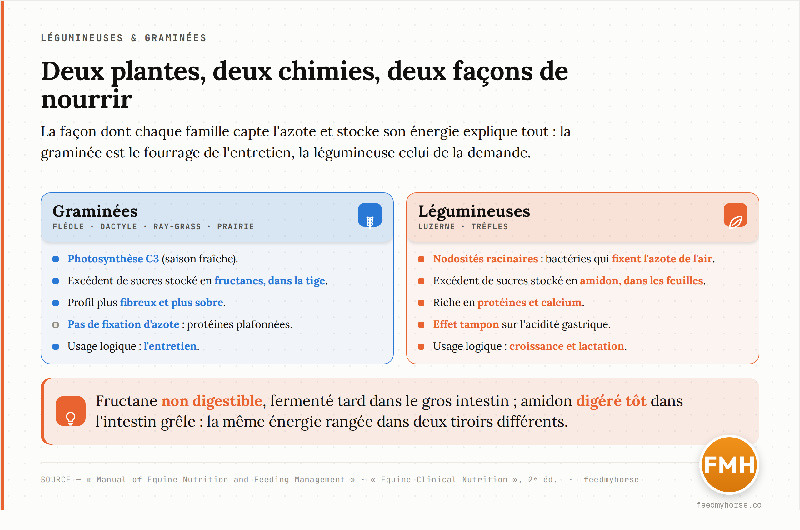 Schéma comparatif des deux familles fourragères. Colonne graminées (fléole, dactyle, ray-grass, prairie ; photosynthèse C3) : stockage de l'excédent en fructanes dans la tige, profil plus fibreux et plus sobre, pas de fixation d'azote, usage logique à l'entretien. Colonne légumineuses (luzerne, trèfles ; nodosités fixatrices d'azote) : stockage de l'excédent en amidon dans les feuilles, richesse en protéines et calcium, fixation de l'azote atmosphérique par les bactéries des nodosités racinaires, usage logique pour la croissance et la lactation avec effet tampon gastrique. Sources : Manual of Equine Nutrition and Feeding Management ; Equine Clinical Nutrition, 2e éd.
