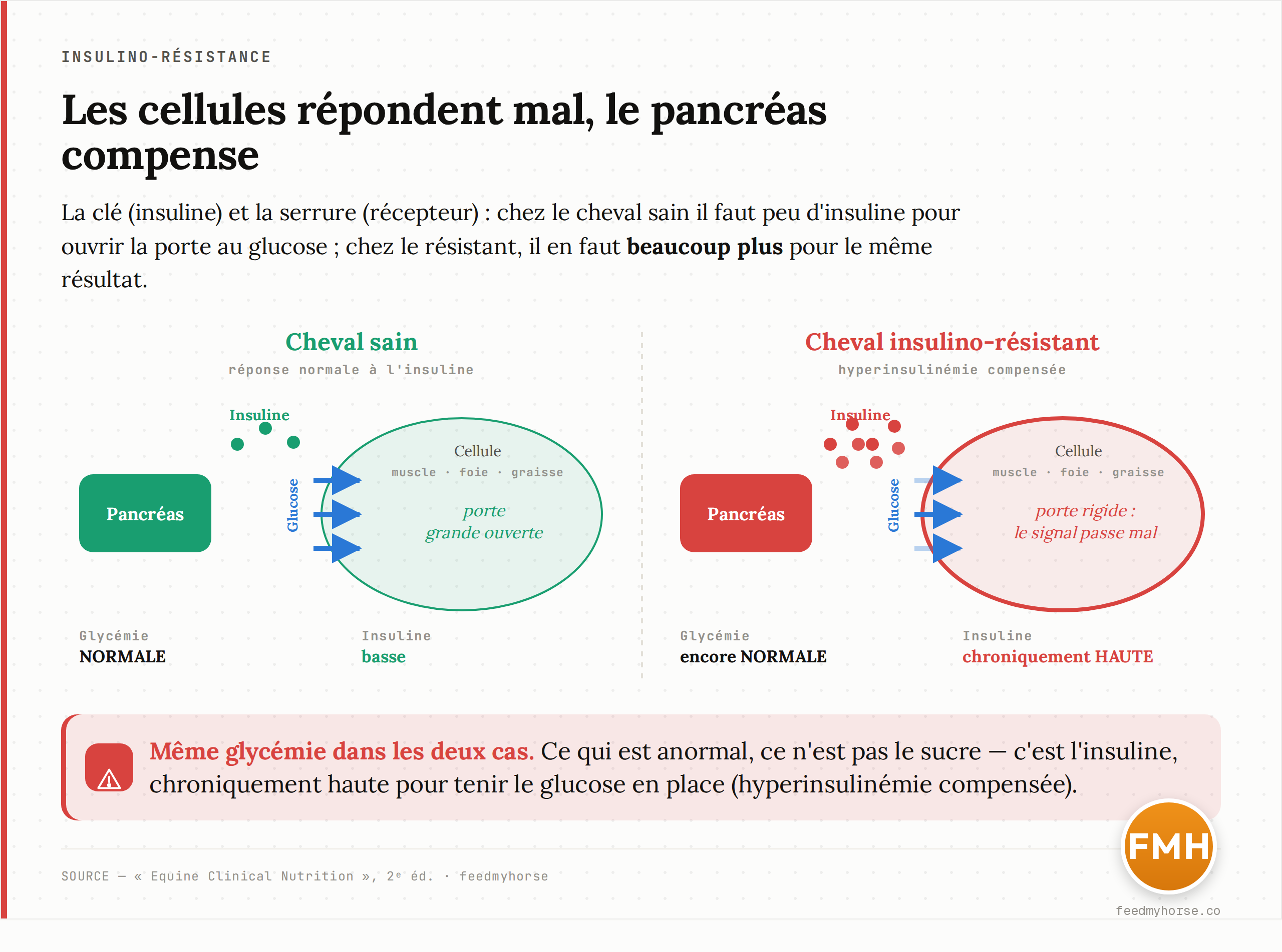 Schéma : chez le cheval sain (à gauche), l'insuline ouvre facilement l'entrée du glucose dans les cellules, et il en faut peu ; chez le cheval insulino-résistant (à droite), les cellules répondent mal, le pancréas sécrète beaucoup plus d'insuline pour obtenir le même résultat — la glycémie reste normale mais l'insuline est chroniquement élevée.
