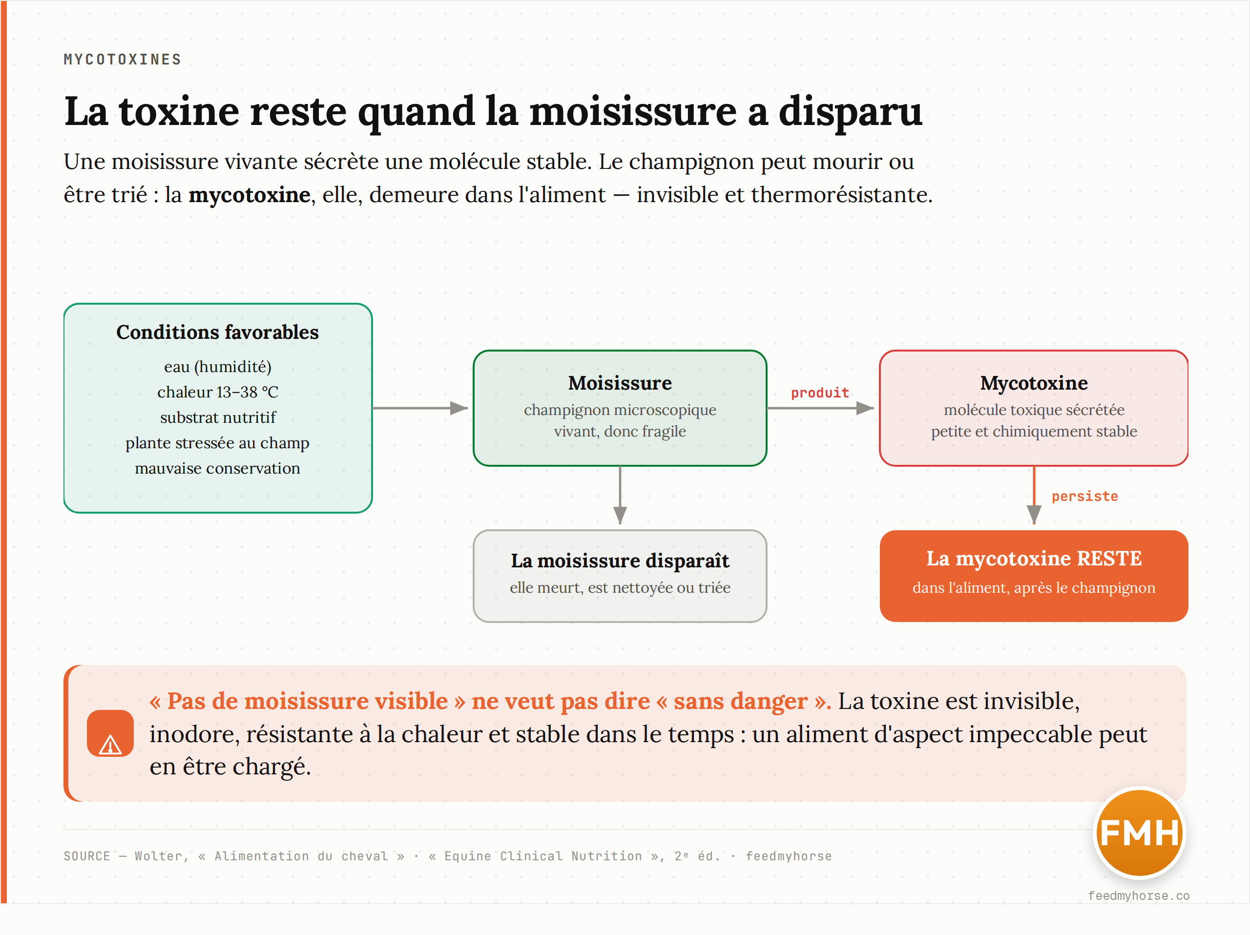 Schema : une moisissure (champignon microscopique) pousse sur un aliment humide et chaud, secrete une mycotoxine, puis meurt ou est nettoyee tandis que la toxine reste dans l'aliment. La toxine est invisible, inodore, resistante a la chaleur et stable dans le temps : « pas de moisissure visible » ne veut pas dire « sans danger ». D'apres Wolter et Equine Clinical Nutrition 2e ed.