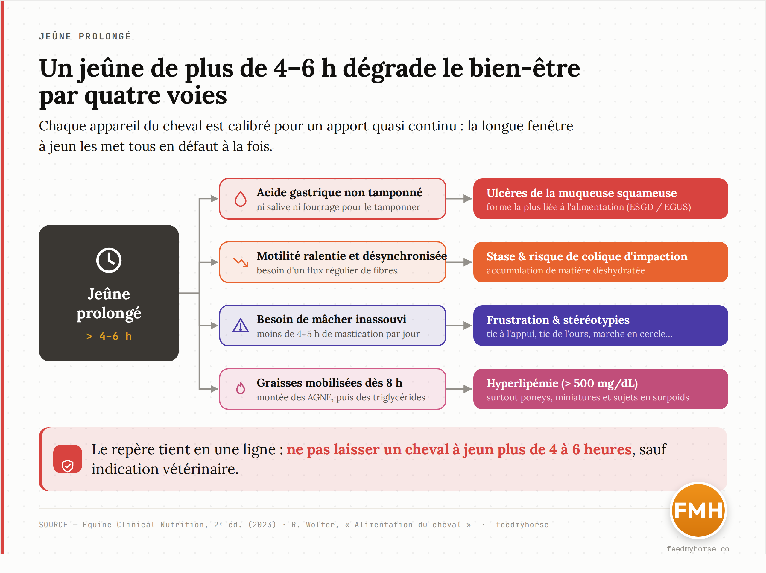 Schéma : les quatre voies par lesquelles un jeûne de plus de 4 à 6 heures dégrade le bien-être. Acide non tamponné → ulcères de la muqueuse squameuse ; motilité ralentie → stase et risque de colique ; besoin de mâcher inassouvi → frustration et stéréotypies ; mobilisation des graisses → hyperlipémie (surtout poneys et miniatures). Synthèse d'après Equine Clinical Nutrition et Wolter.