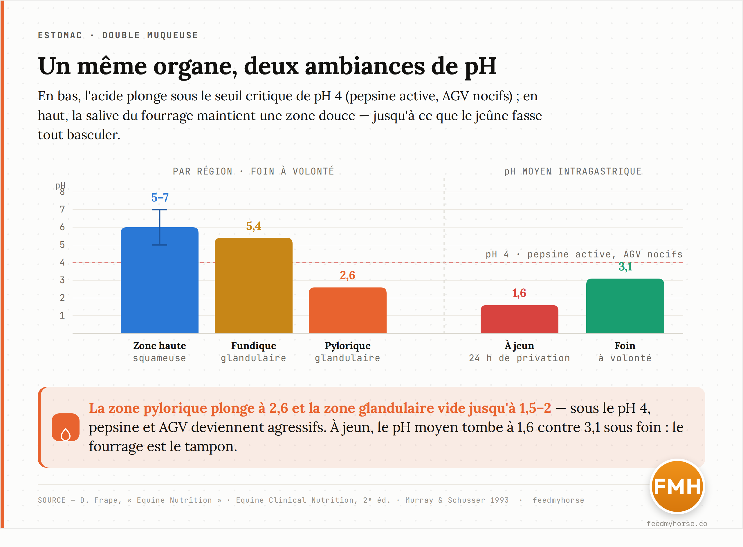 Gauche : pH selon la région de l'estomac — zone haute squameuse (5-7), région fundique (5,4), région pylorique (2,6) ; la ligne pointillée marque le pH 4, seuil d'activation de la pepsine et de nocivité des AGV. Droite : pH intragastrique moyen plus bas à jeun (1,6) qu'au foin à volonté (3,1). Sources : Frape ; Equine Clinical Nutrition 2e éd. ; Murray & Schusser 1993.