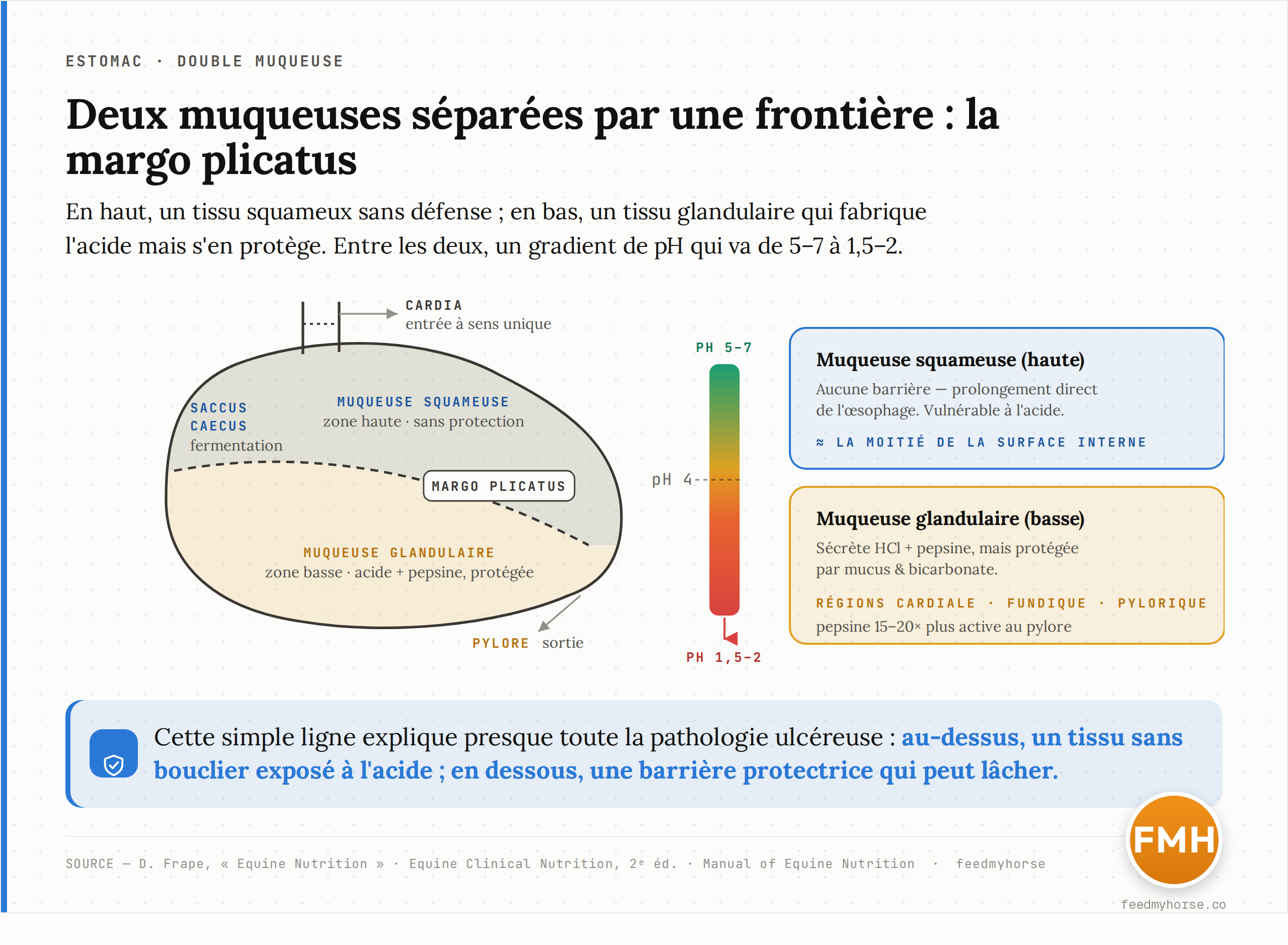Schéma en coupe de l'estomac équin : la muqueuse squameuse (haute, claire, sans protection) et la muqueuse glandulaire (basse, beige, acide + pepsine mais protégée par mucus/bicarbonate) sont séparées par la margo plicatus. Le gradient de pH va d'environ 5-7 en haut à 1,5-2 en bas. Le cardia (entrée à sens unique), le saccus caecus (siège de fermentation) et le pylore (sortie) sont indiqués.