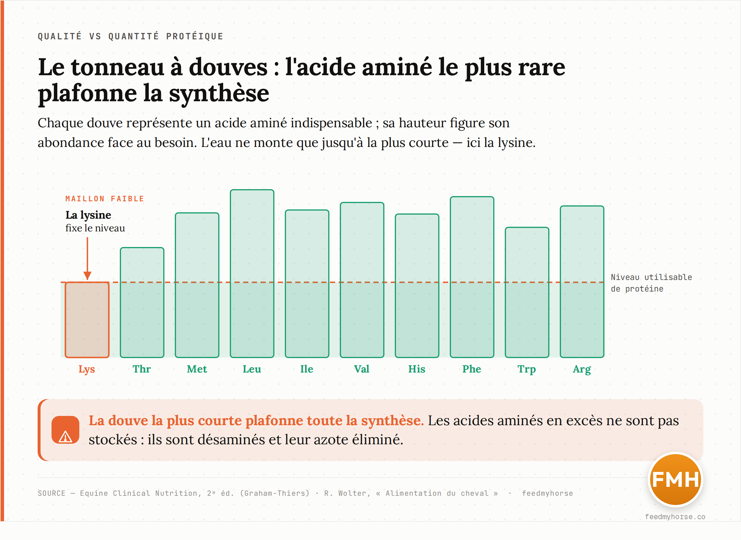 Schéma du tonneau à douves. Chaque douve représente un acide aminé indispensable ; sa hauteur figure son abondance dans la ration par rapport au besoin du cheval. La douve la plus courte — ici la lysine — fixe à elle seule le niveau de protéine réellement utilisable : les autres acides aminés présents en excès ne peuvent servir à davantage de synthèse et sont désaminés puis éliminés. Schéma pédagogique inspiré de la notion d'acide aminé limitant (Equine Clinical Nutrition, Wolter).