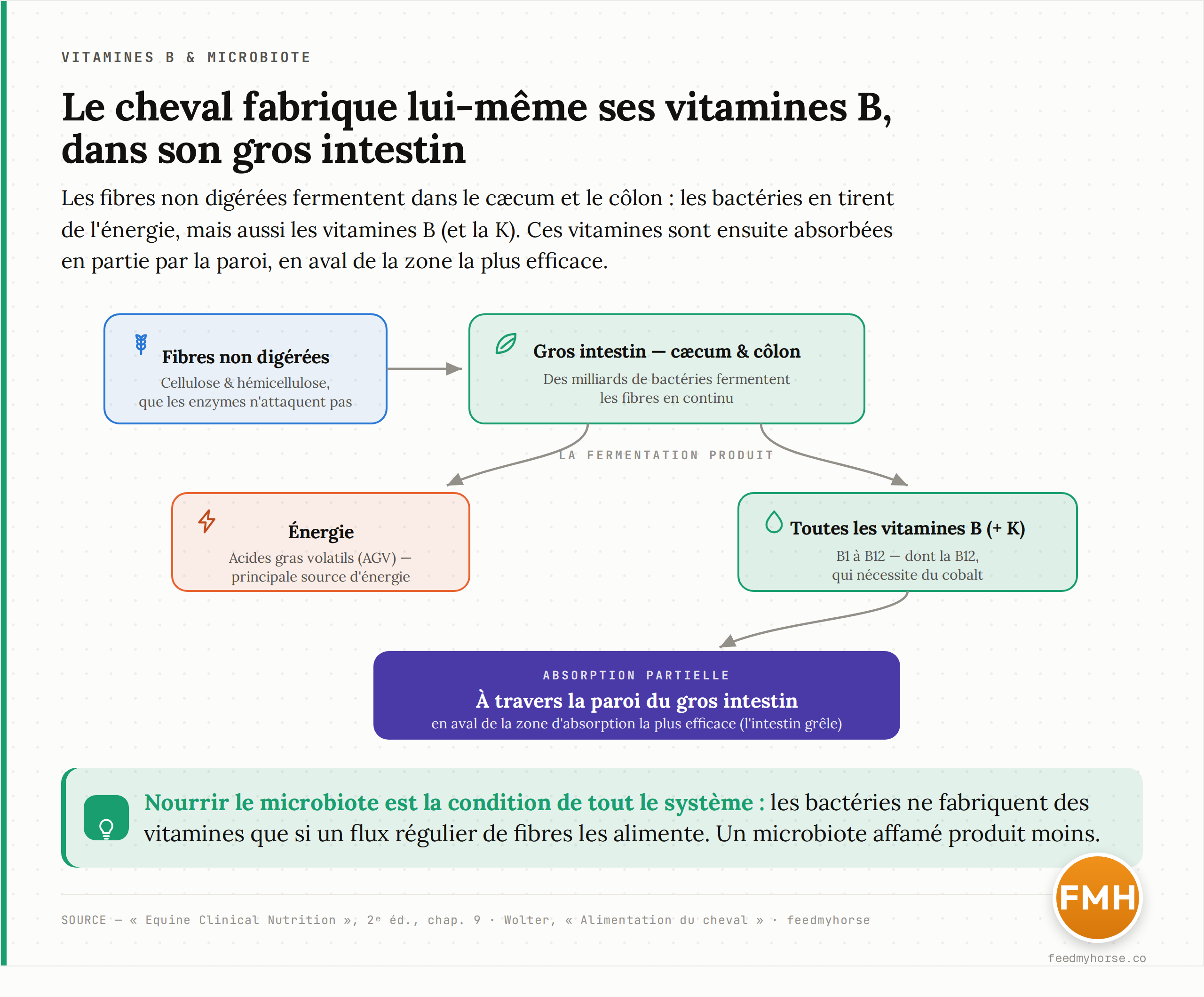 Schéma : le cheval fabrique ses propres vitamines B. Les fibres non digérées arrivent dans le gros intestin (cæcum et côlon), où les bactéries les fermentent. Cette fermentation produit à la fois de l'énergie (acides gras volatils) et les vitamines B, dont la B12 qui nécessite du cobalt. Ces vitamines sont ensuite partiellement absorbées par la paroi du gros intestin, en aval de la zone d'absorption la plus efficace. Source : Equine Clinical Nutrition, chap. 9 ; Wolter.