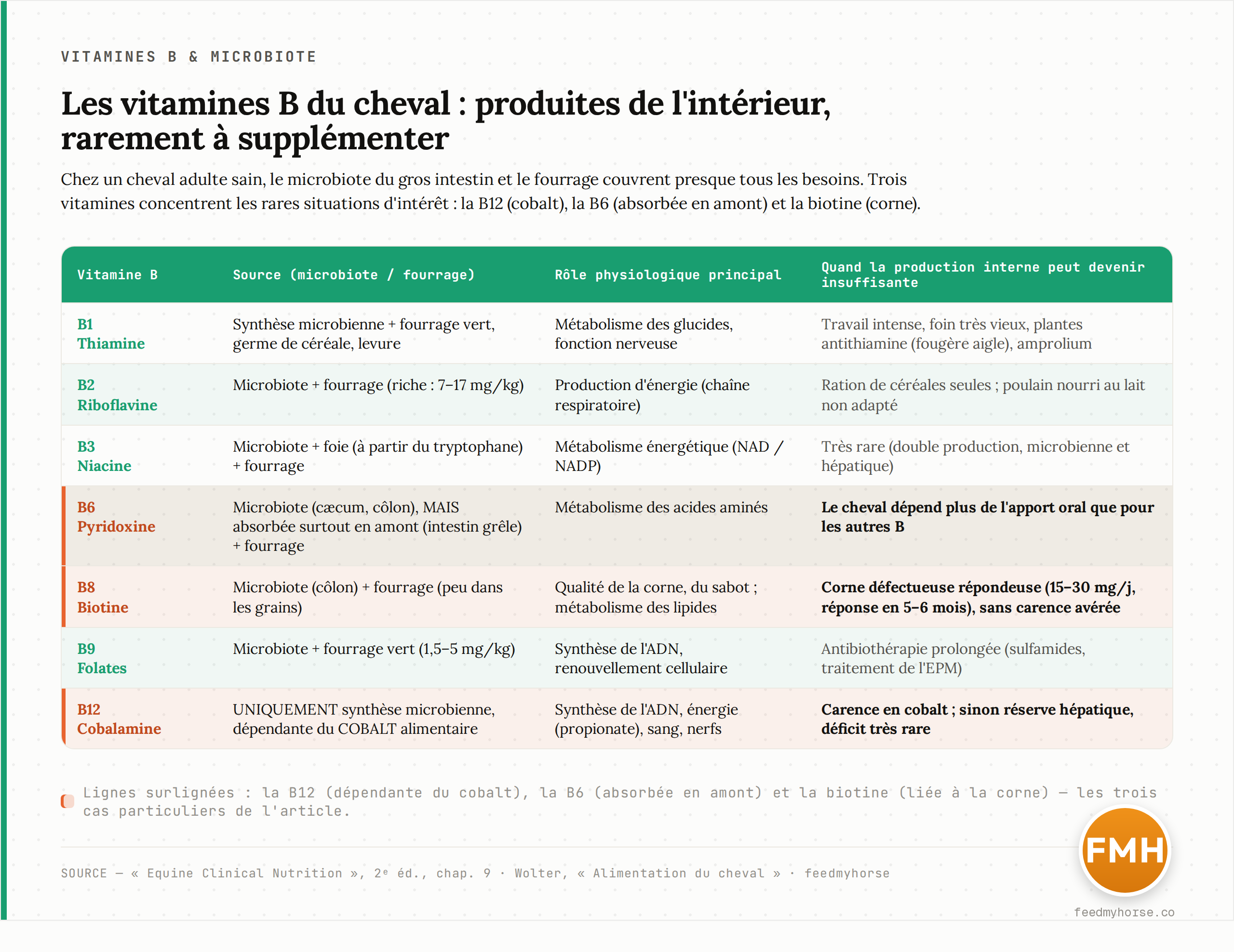 Tableau récapitulatif des principales vitamines B chez le cheval : source (synthèse microbienne et/ou fourrage), rôle physiologique principal, et situations dans lesquelles la production interne peut devenir insuffisante. La B12 se distingue par sa dépendance au cobalt ; la B6 par son absorption en amont ; la biotine par son lien avec la corne. Source : Equine Clinical Nutrition, chap. 9.