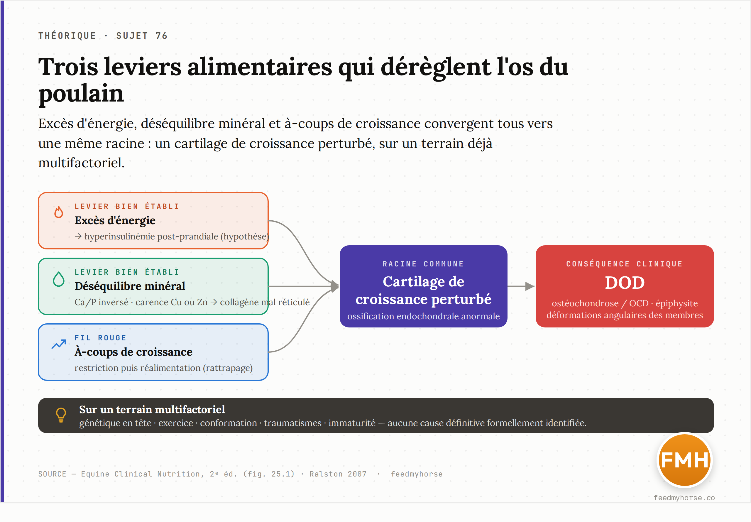 Schéma des leviers alimentaires du DOD : l'excès d'énergie (via l'hyperinsulinémie post-prandiale), le déséquilibre minéral (Ca/P inversé, carence en cuivre ou zinc, via un collagène mal réticulé) et les à-coups de croissance convergent tous vers une perturbation du cartilage de croissance et de l'ossification endochondrale, sur un terrain multifactoriel. D'après Equine Clinical Nutrition, 2e éd., fig. 25.1.