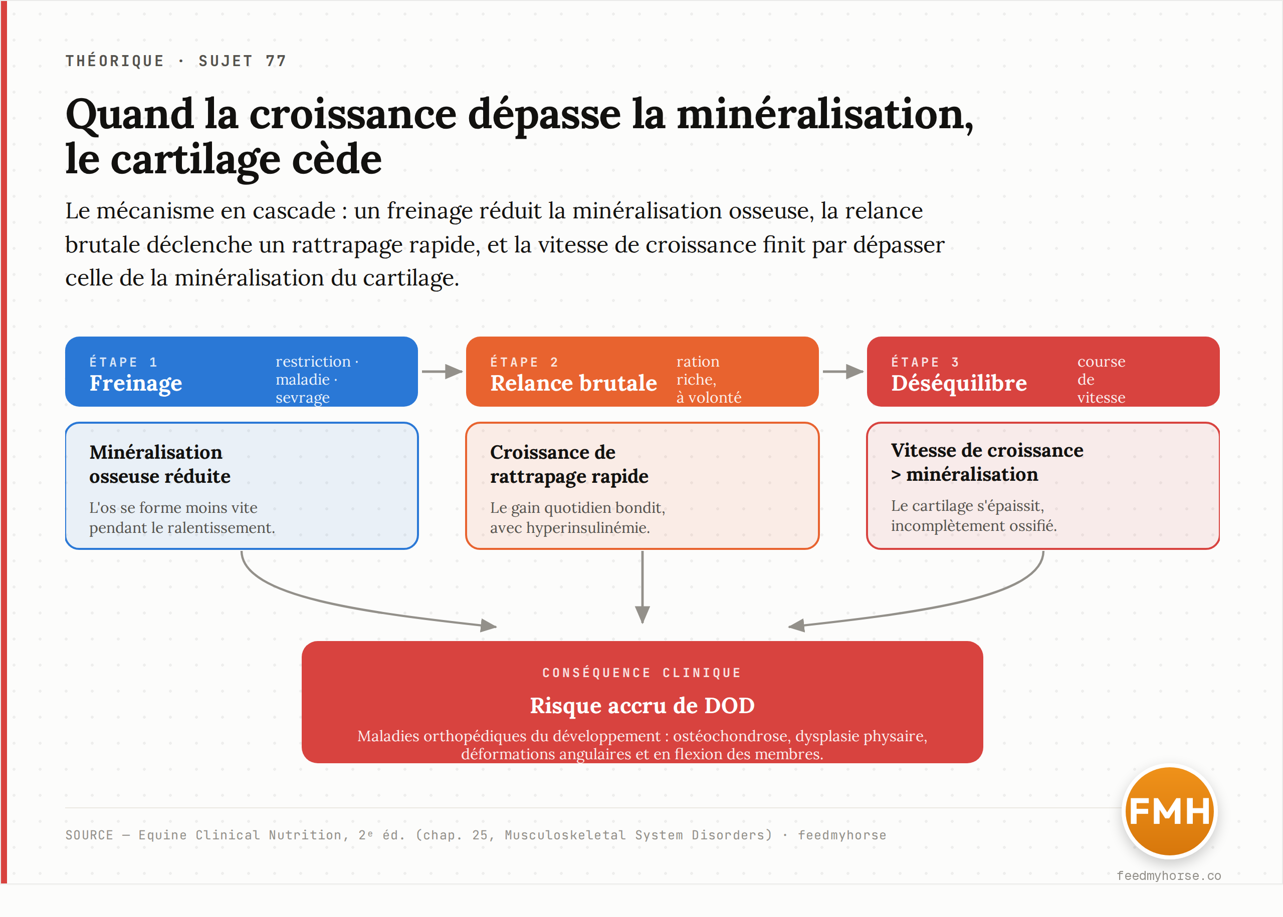 Schéma du mécanisme en cascade : le ralentissement de la croissance (restriction, maladie, sevrage) réduit la minéralisation osseuse ; la relance brutale par une ration riche déclenche une croissance de rattrapage rapide, avec hyperinsulinémie ; la vitesse de croissance dépasse alors la vitesse de minéralisation du cartilage, d'où un risque accru de maladies orthopédiques du développement.
