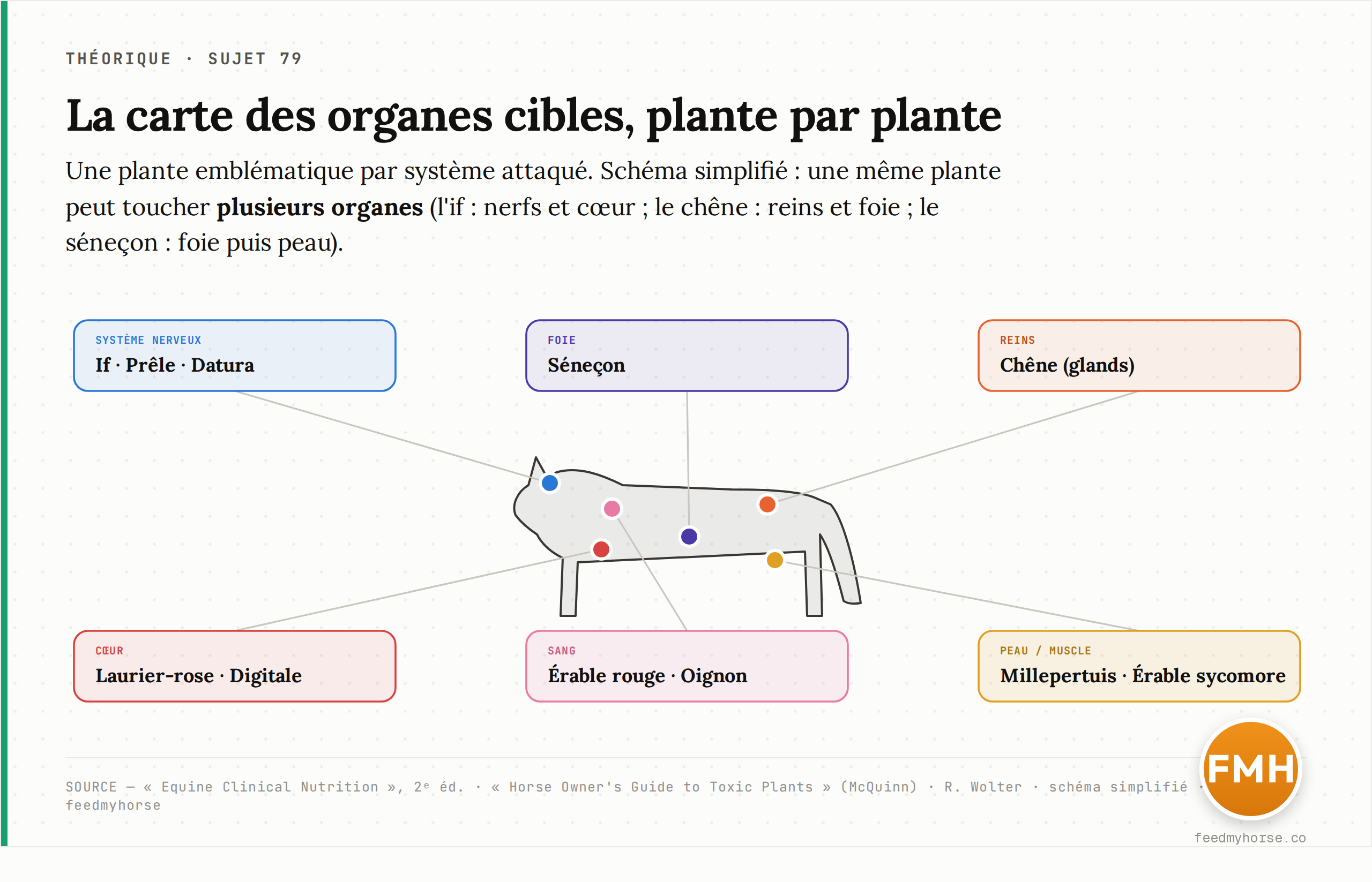 Carte des organes cibles sur une silhouette de cheval, avec une plante emblematique par systeme : foie (senecon), systeme nerveux (if, prele, datura), coeur (laurier-rose, digitale), reins (chene/glands), sang (erable rouge, oignon), peau/muscle (millepertuis, erable sycomore). Schema simplifie ; une meme plante peut toucher plusieurs organes.
