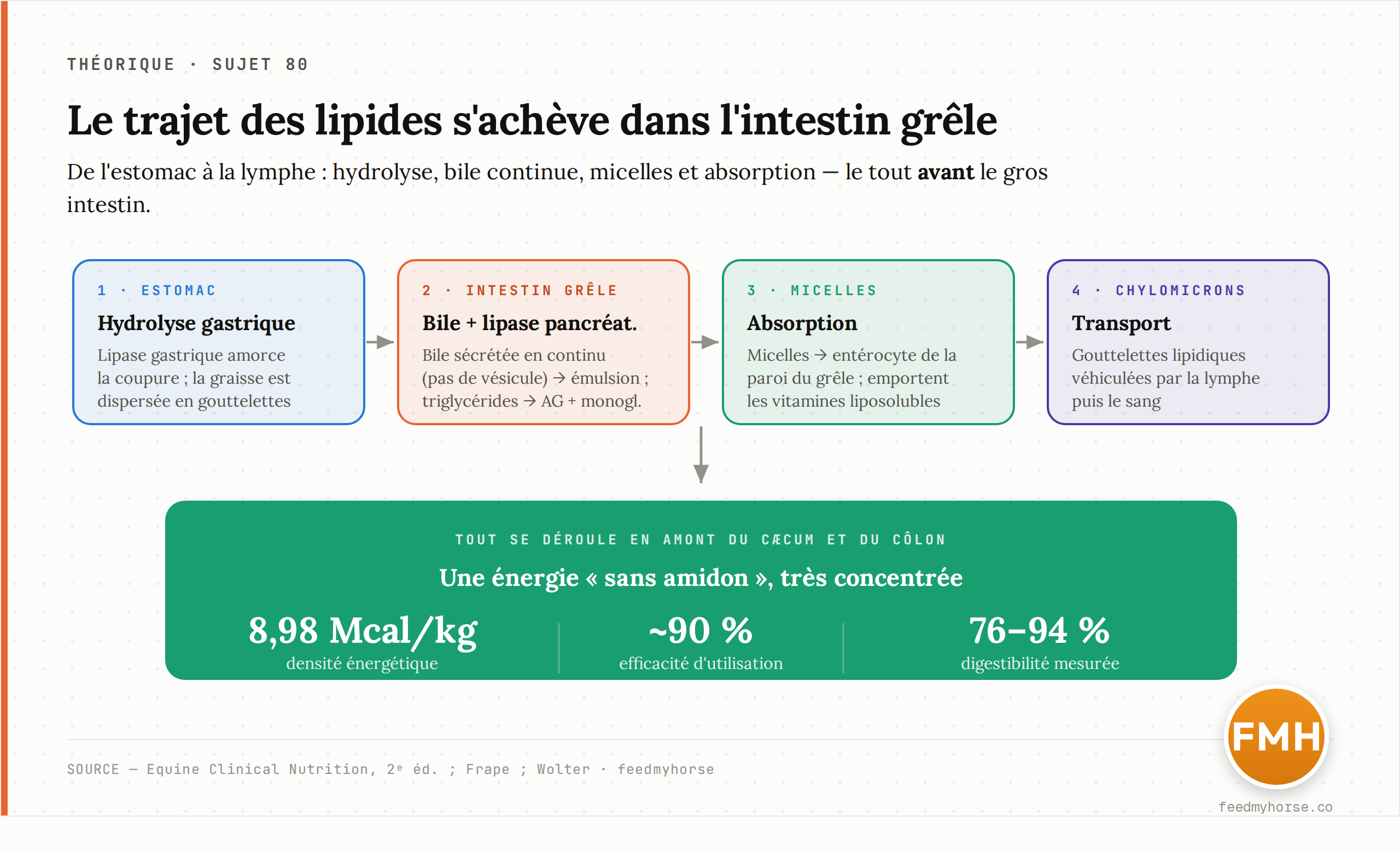 Schéma du trajet des lipides chez le cheval : hydrolyse gastrique puis, dans l'intestin grêle, action de la bile (sécrétée en continu, sans vésicule) et de la lipase pancréatique, formation de micelles, absorption par l'entérocyte et transport par les chylomicrons. Tout se déroule avant le gros intestin, d'où une énergie « sans amidon » et une densité énergétique de 8,98 Mcal/kg. Sources : Equine Clinical Nutrition ; Frape ; Wolter.