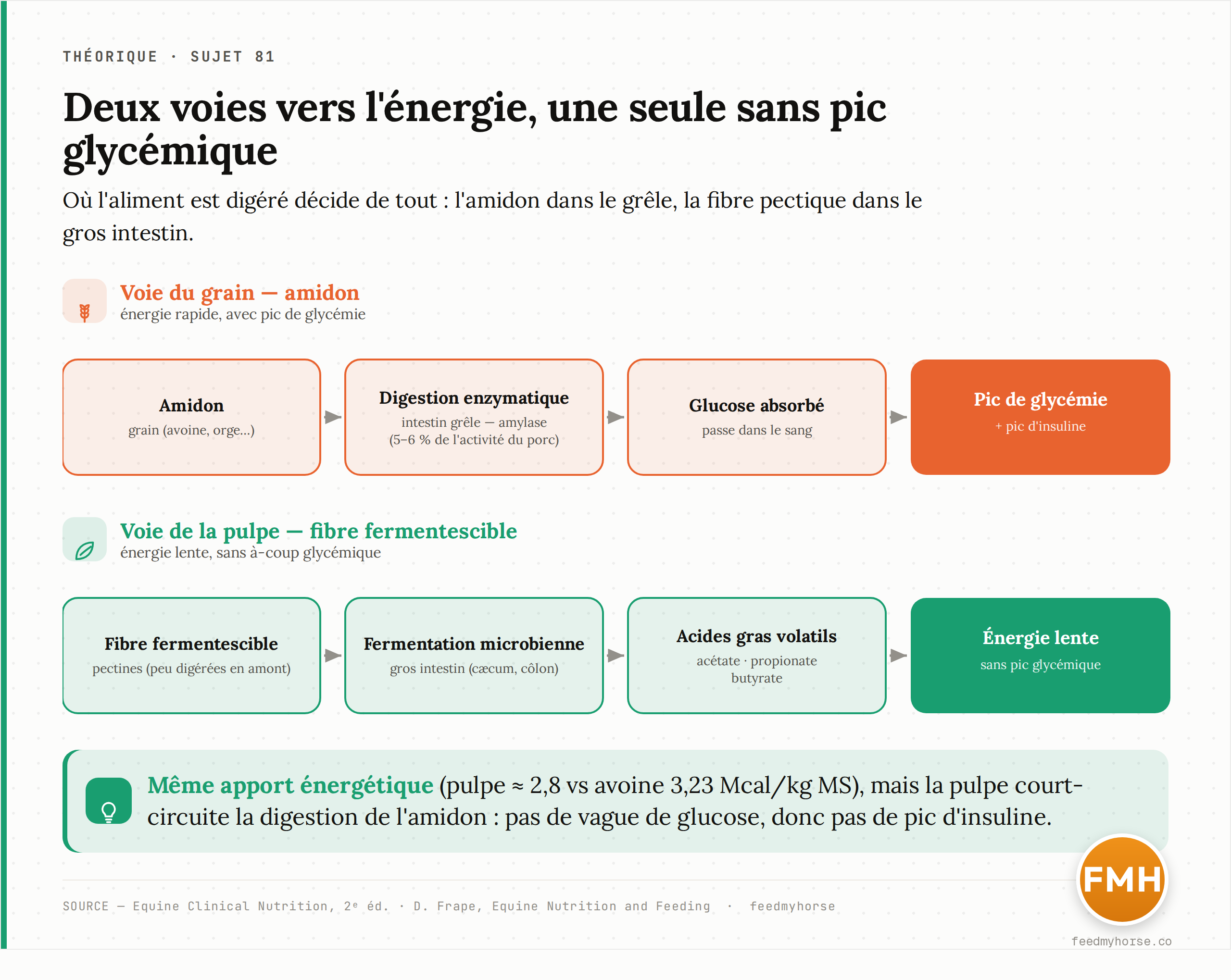 Schéma des deux voies d'obtention de l'énergie. Voie du grain : amidon → digestion dans l'intestin grêle → glucose absorbé → pic de glycémie et d'insuline. Voie de la pulpe de betterave : fibre fermentescible (pectines) → fermentation par le microbiote du gros intestin → acides gras volatils (acétate, propionate, butyrate) → énergie lente, sans pic glycémique.