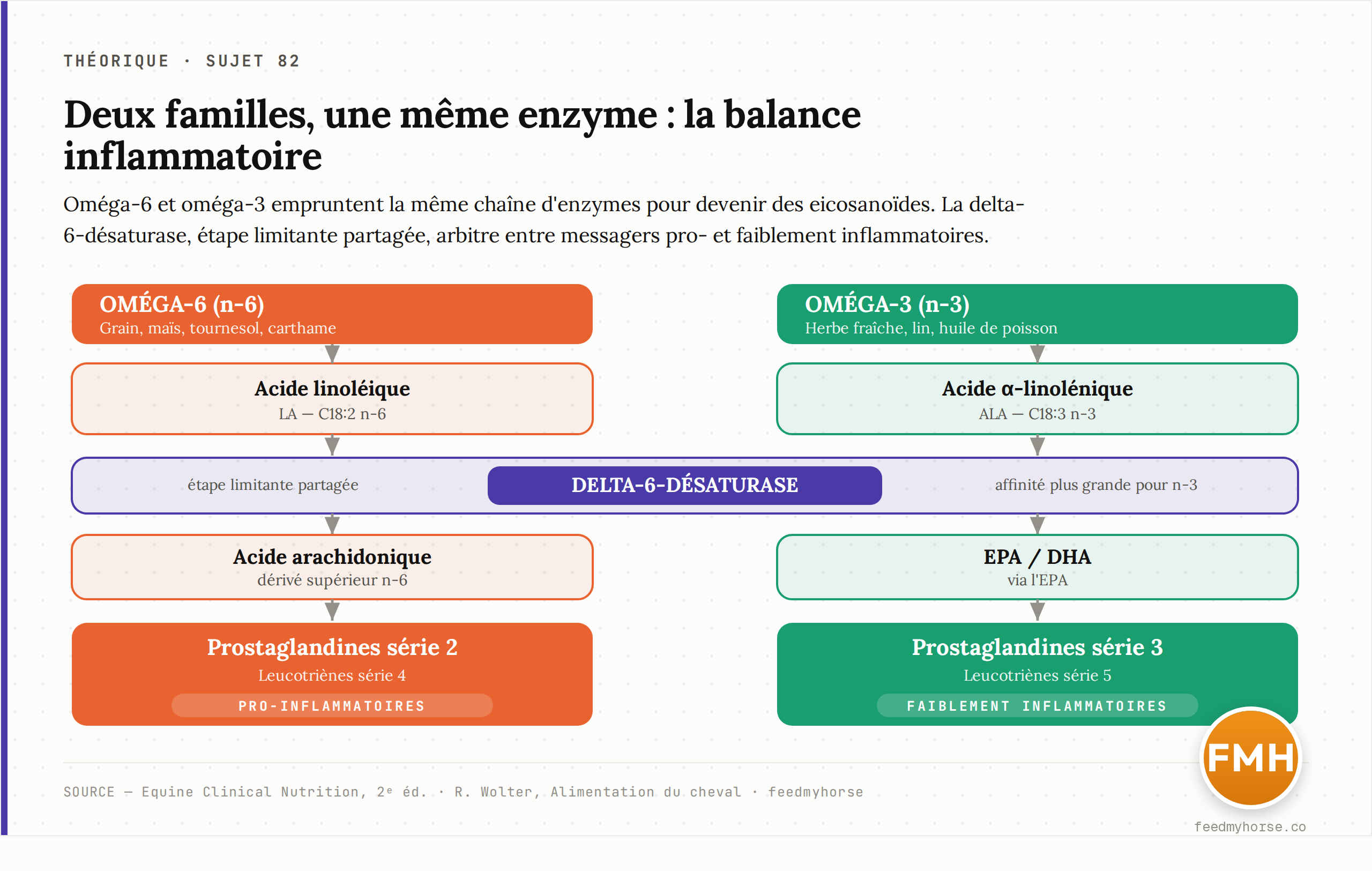 Schéma : deux chaînes parallèles. À gauche, l'oméga-6 (sources : grain, maïs, tournesol, carthame) mène de l'acide linoléique à l'acide arachidonique puis aux prostaglandines de série 2 et leucotriènes de série 4, pro-inflammatoires. À droite, l'oméga-3 (herbe fraîche, lin, huile de poisson) mène de l'ALA à l'EPA/DHA puis aux prostaglandines de série 3 et leucotriènes de série 5, faiblement inflammatoires. Les deux familles se disputent la même enzyme limitante (delta-6-désaturase). Source : Equine Clinical Nutrition 2e éd. ; Wolter.