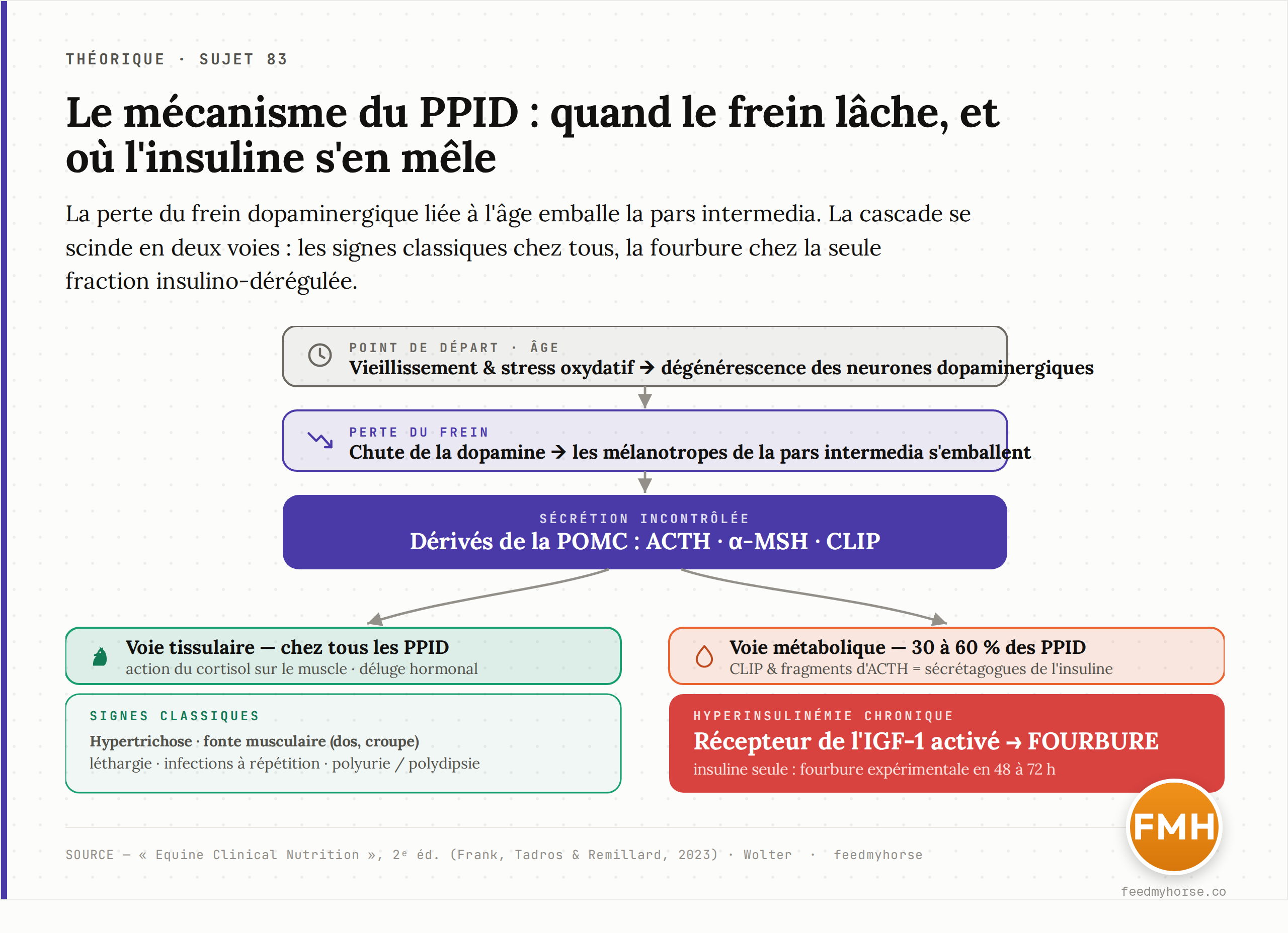 Schéma du mécanisme du PPID. La dégénérescence des neurones dopaminergiques liée au vieillissement lève le frein exercé sur les mélanotropes de la pars intermedia. La sécrétion incontrôlée de dérivés de la POMC (ACTH, alpha-MSH, CLIP) entraîne les signes classiques ; chez une partie seulement des chevaux, ces mêmes peptides stimulent la sécrétion d'insuline et ouvrent la voie à la fourbure. Source : Equine Clinical Nutrition, 2023.