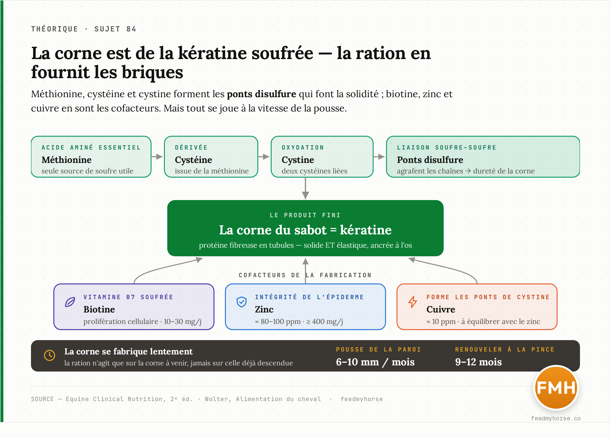 Schema : la corne du sabot est une keratine riche en acides amines soufres (methionine, cysteine, cystine), dont les ponts disulfure assurent la solidite. Biotine, zinc et cuivre interviennent dans sa fabrication. La paroi pousse de 6 a 10 mm par mois : renouveler la paroi prend 9-12 mois a la pince. Sources : Equine Clinical Nutrition 2e ed. ; Wolter, Alimentation du cheval.