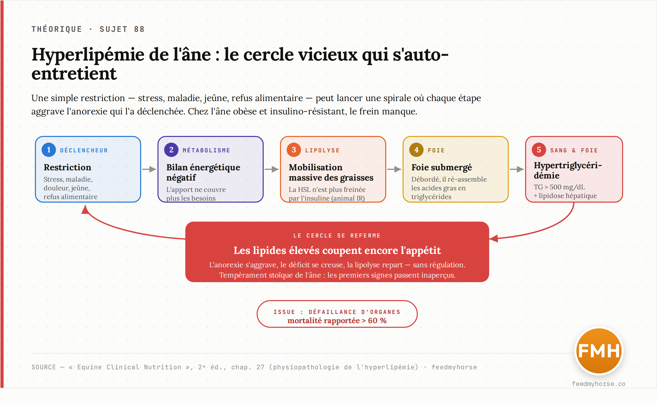 Schema du cercle vicieux de l'hyperlipemie chez l'ane : une restriction (stress, maladie, jeune) declenche un bilan energetique negatif, une lipolyse massive non freinee par l'insuline, une hypertriglyceridemie (TG > 500 mg/dL) et une surcharge du foie, chaque etape aggravant l'anorexie qui a tout declenche. Mecanisme d'apres Equine Clinical Nutrition, 2e ed. (chap. 27).