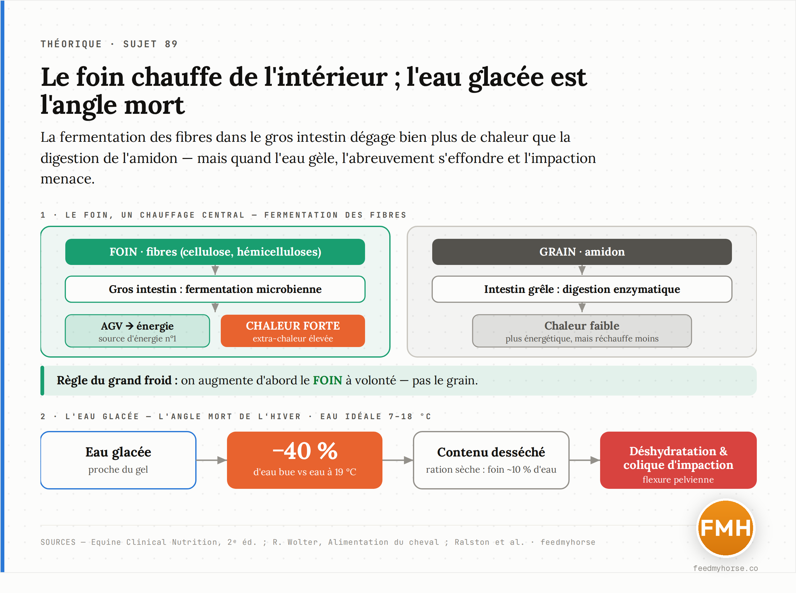 Schéma du « chauffage central » équin. En haut : le foin (fibres) est fermenté dans le gros intestin, ce qui libère à la fois des acides gras volatils (énergie) et une forte chaleur interne ; le grain (amidon), digéré plus en amont dans l'intestin grêle, en produit beaucoup moins. En bas : l'eau glacée réduit fortement l'abreuvement, ce qui expose à la déshydratation et à la colique d'impaction. Sources : Equine Clinical Nutrition, 2e éd. ; Wolter, Alimentation du cheval.