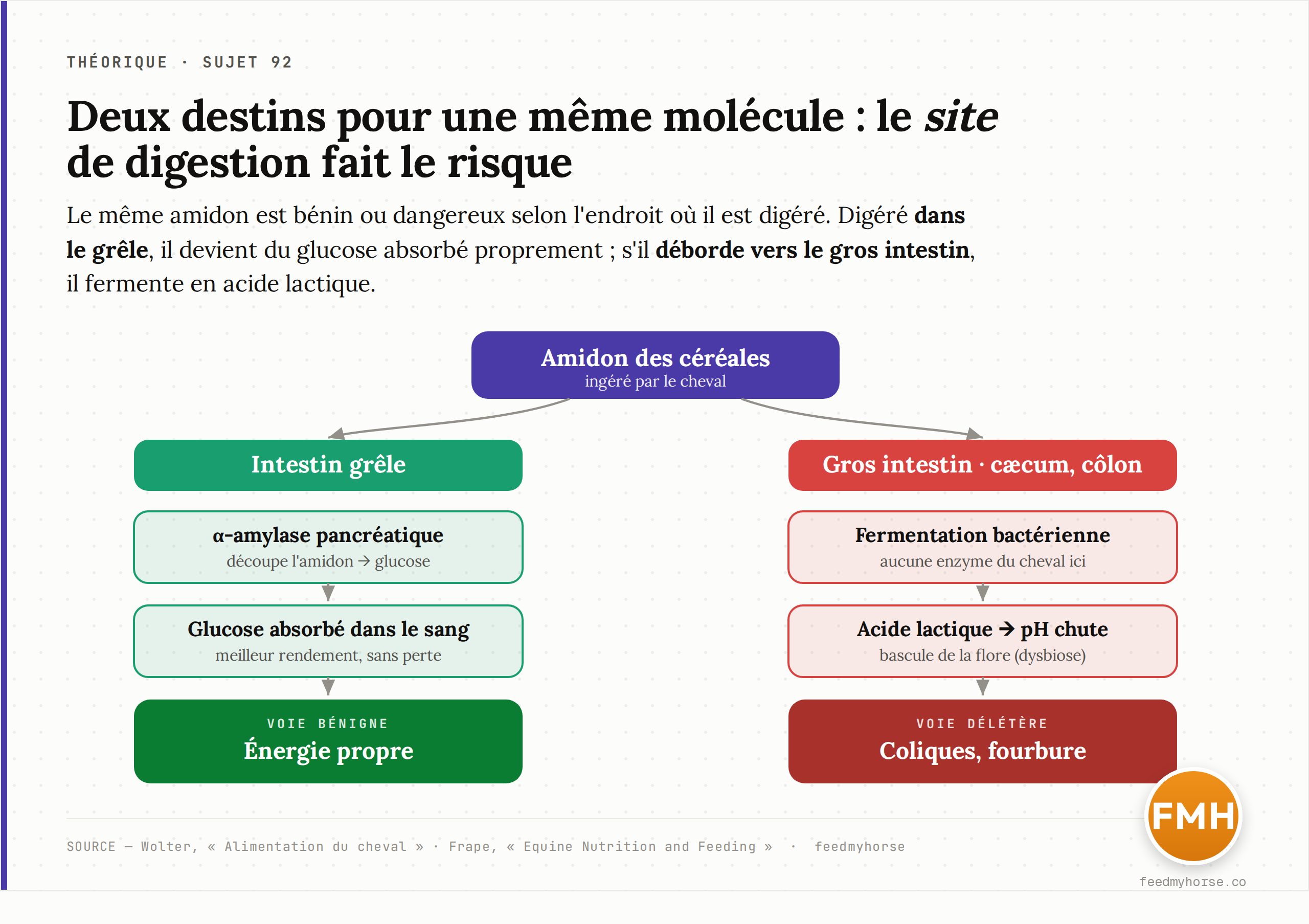 Le site de digestion décide du risque : dans l'intestin grêle, l'α-amylase pancréatique découpe l'amidon en glucose absorbé proprement (voie bénigne) ; dans le gros intestin, où aucune enzyme du cheval n'agit, l'amidon fermente en acide lactique, le pH chute et la flore bascule (dysbiose, coliques, fourbure). Source : Wolter, Alimentation du cheval ; Frape, Equine Nutrition and Feeding.