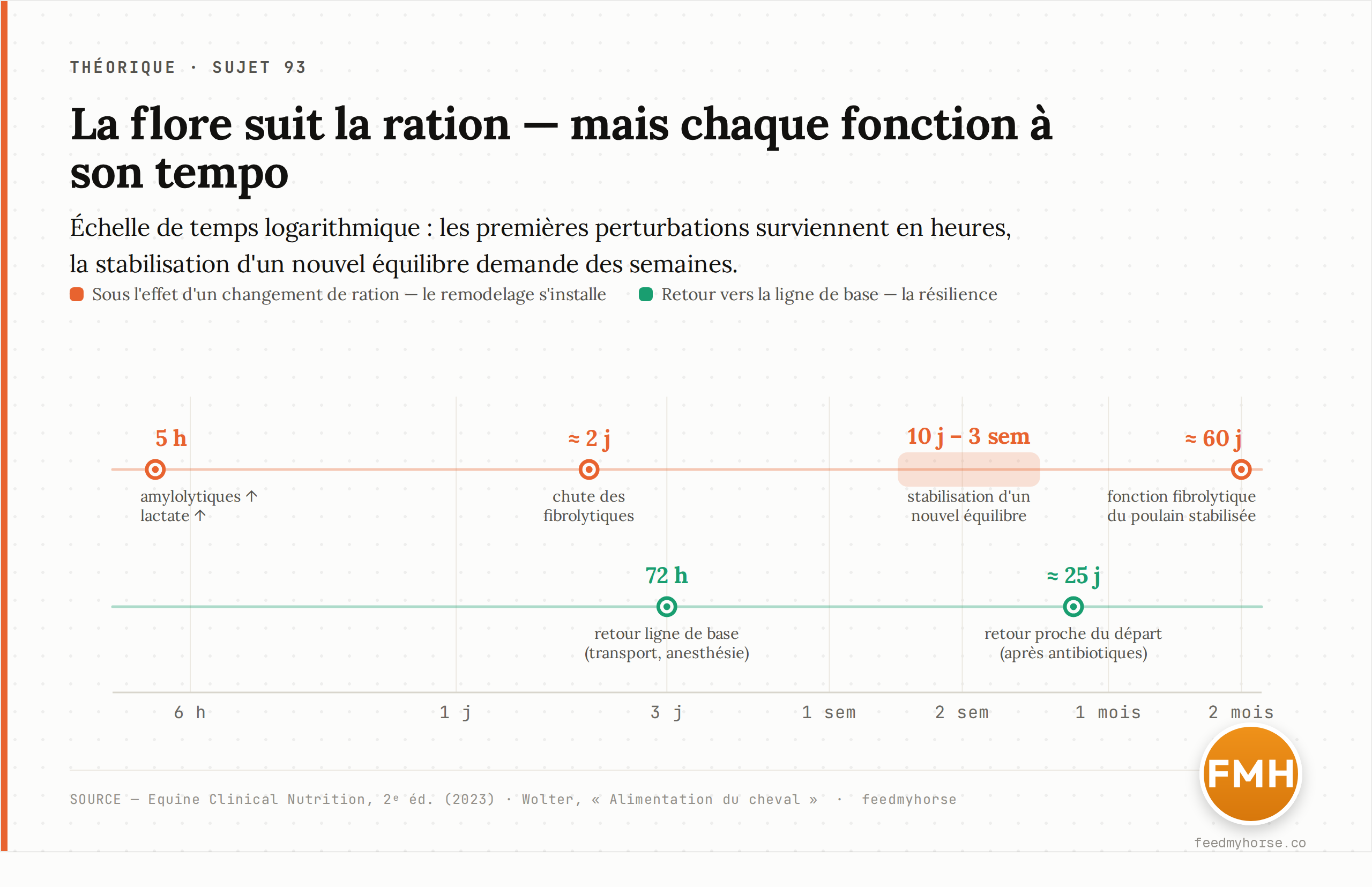 La cinétique du remodelage sur une échelle de temps logarithmique, des heures aux mois. Sous l'effet d'un changement de ration, le remodelage s'installe par vagues : premiers changements dès 5 h (amylolytiques et lactate en hausse), chute des fibrolytiques vers 2 jours, stabilisation d'un nouvel équilibre entre 10 jours et 3 semaines, fonction fibrolytique du poulain stabilisée vers 60 jours. En parallèle, la flore d'un cheval sain revient vers sa ligne de base : 72 h après un transport-jeûne-anesthésie, environ 25 jours après un traitement antibiotique. Sources : Equine Clinical Nutrition, 2ᵉ éd. (2023) ; Wolter, Alimentation du cheval.