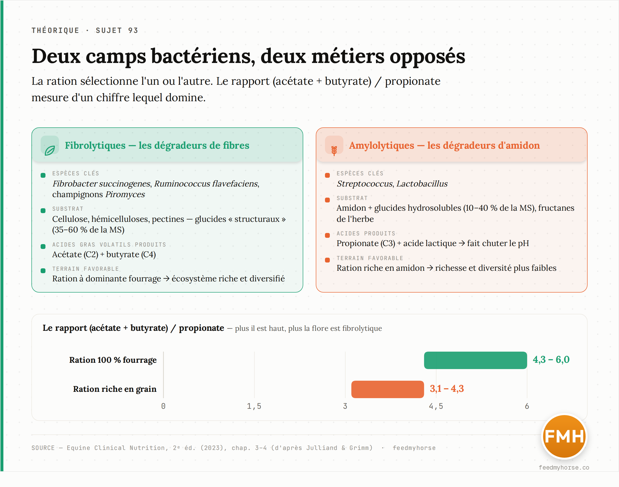 Les deux grands camps bactériens du gros intestin, opposés terme à terme. Fibrolytiques (Fibrobacter succinogenes, Ruminococcus flavefaciens, champignons Piromyces) : ils dégradent cellulose, hémicelluloses et pectines — 35 à 60 % de la matière sèche — et produisent acétate (C2) et butyrate (C4). Amylolytiques (Streptococcus, Lactobacillus) : ils prennent en charge amidon et sucres solubles — 10 à 40 % de la MS — et produisent propionate (C3) et acide lactique, qui fait chuter le pH. Le rapport (acétate + butyrate) / propionate mesure lequel domine : 4,3–6,0 sur une ration 100 % fourrage, 3,1–4,3 sur une ration riche en grain. Source : Equine Clinical Nutrition, 2ᵉ éd. (2023), d'après Julliand & Grimm.